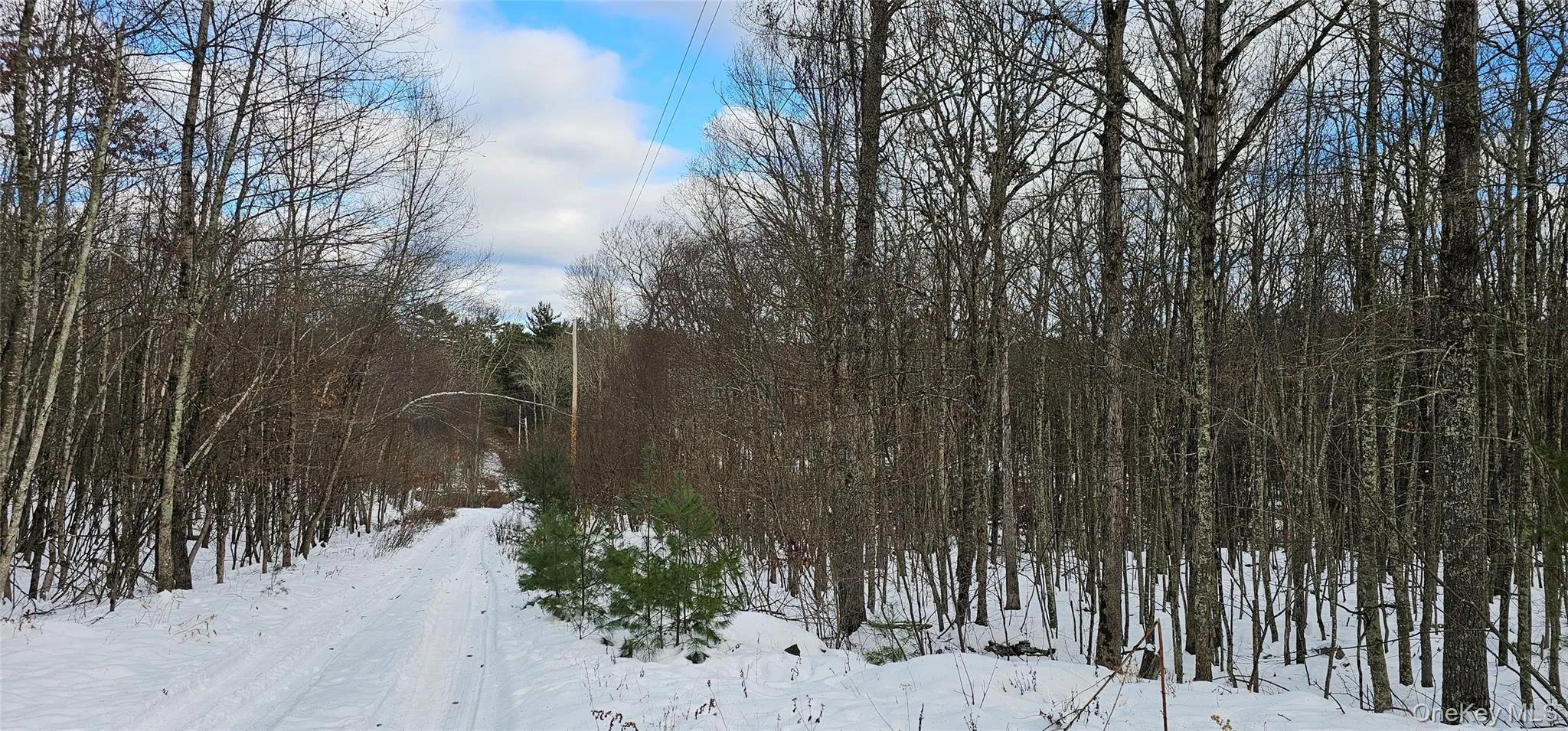 Snowy landscape featuring a forest view Snowy landscape featuring a forest view