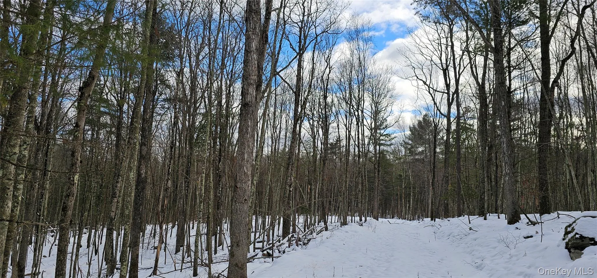 Snowy landscape with a forest view Snowy landscape with a forest view