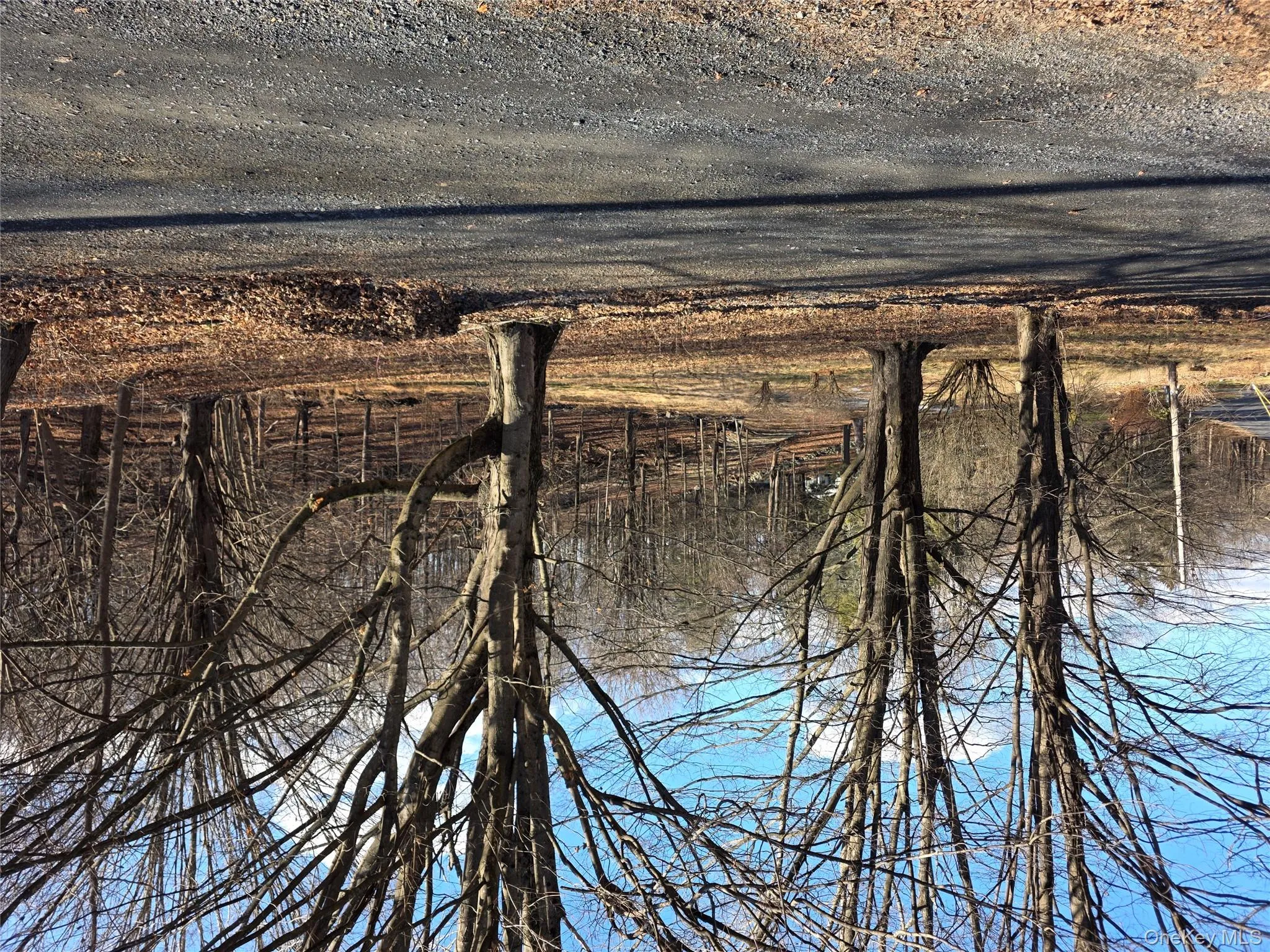 View of street featuring view of wooded area View of street featuring view of wooded area