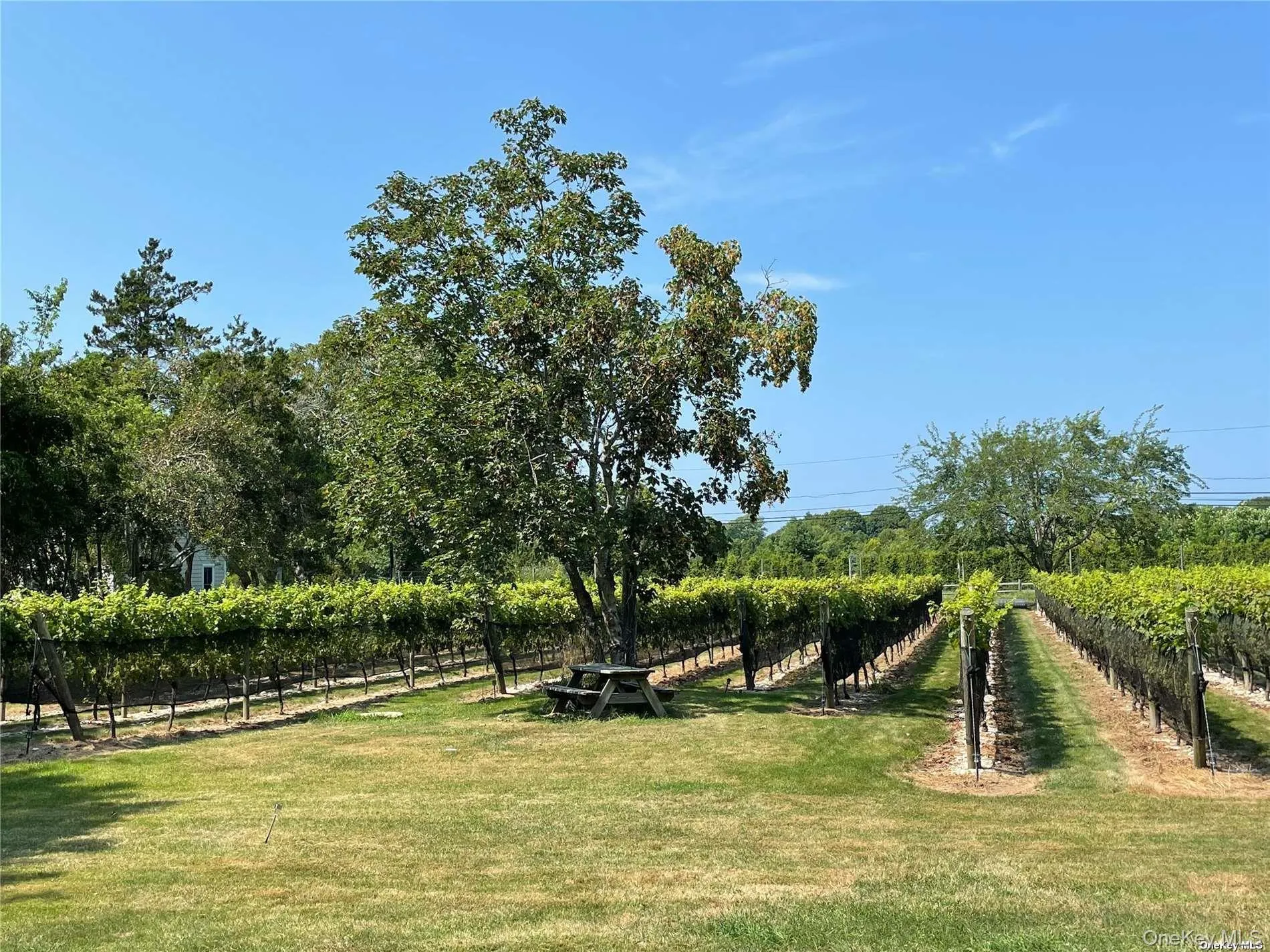 vineyard view from kitchen vineyard view from kitchen