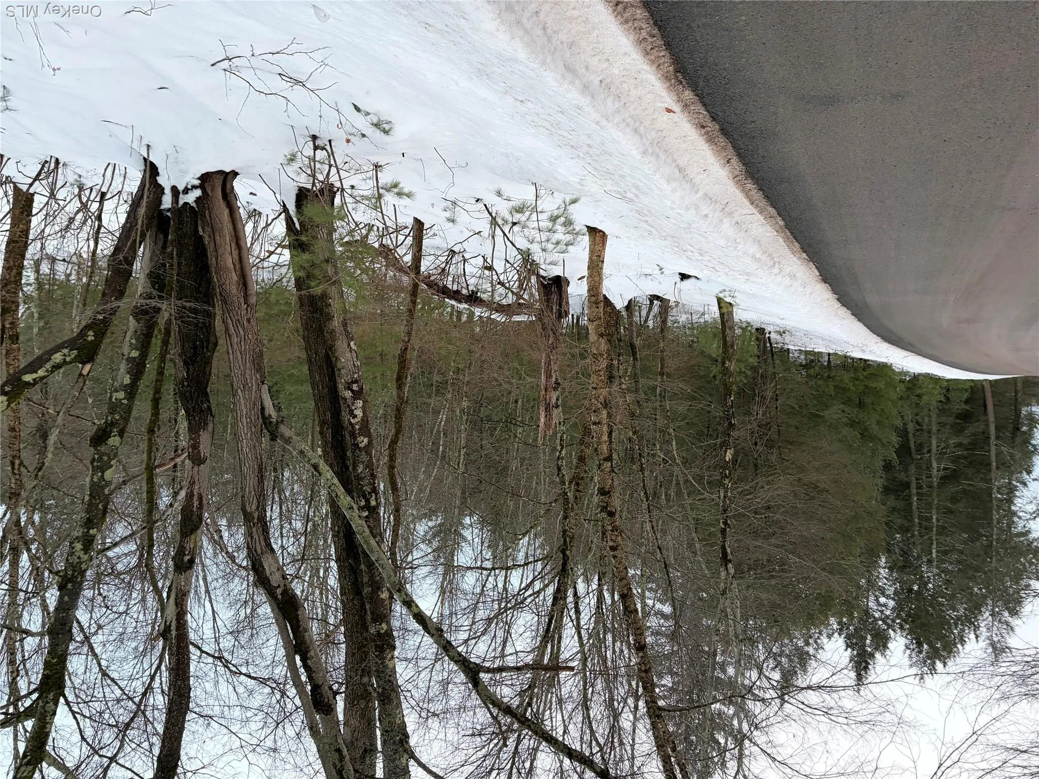 View of asphalt street with a view of trees View of asphalt street with a view of trees