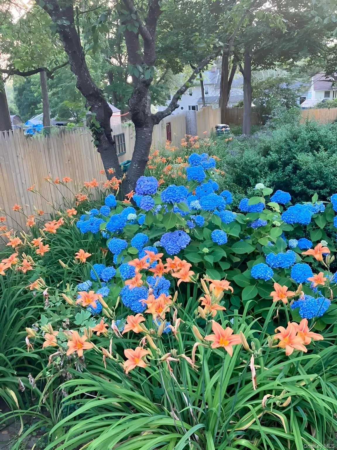 Back yard with Blooming Hydrangea. Back yard with Blooming Hydrangea.
