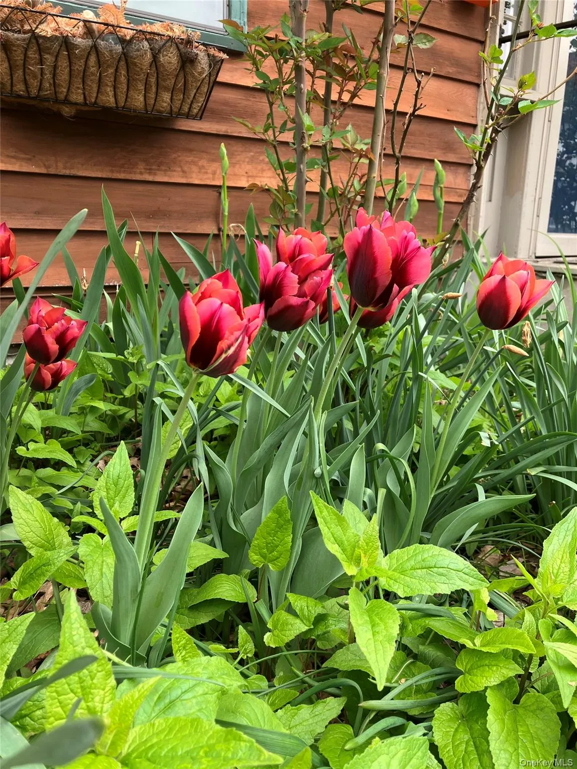 Seasonal garden with blooming Tulips. Seasonal garden with blooming Tulips.