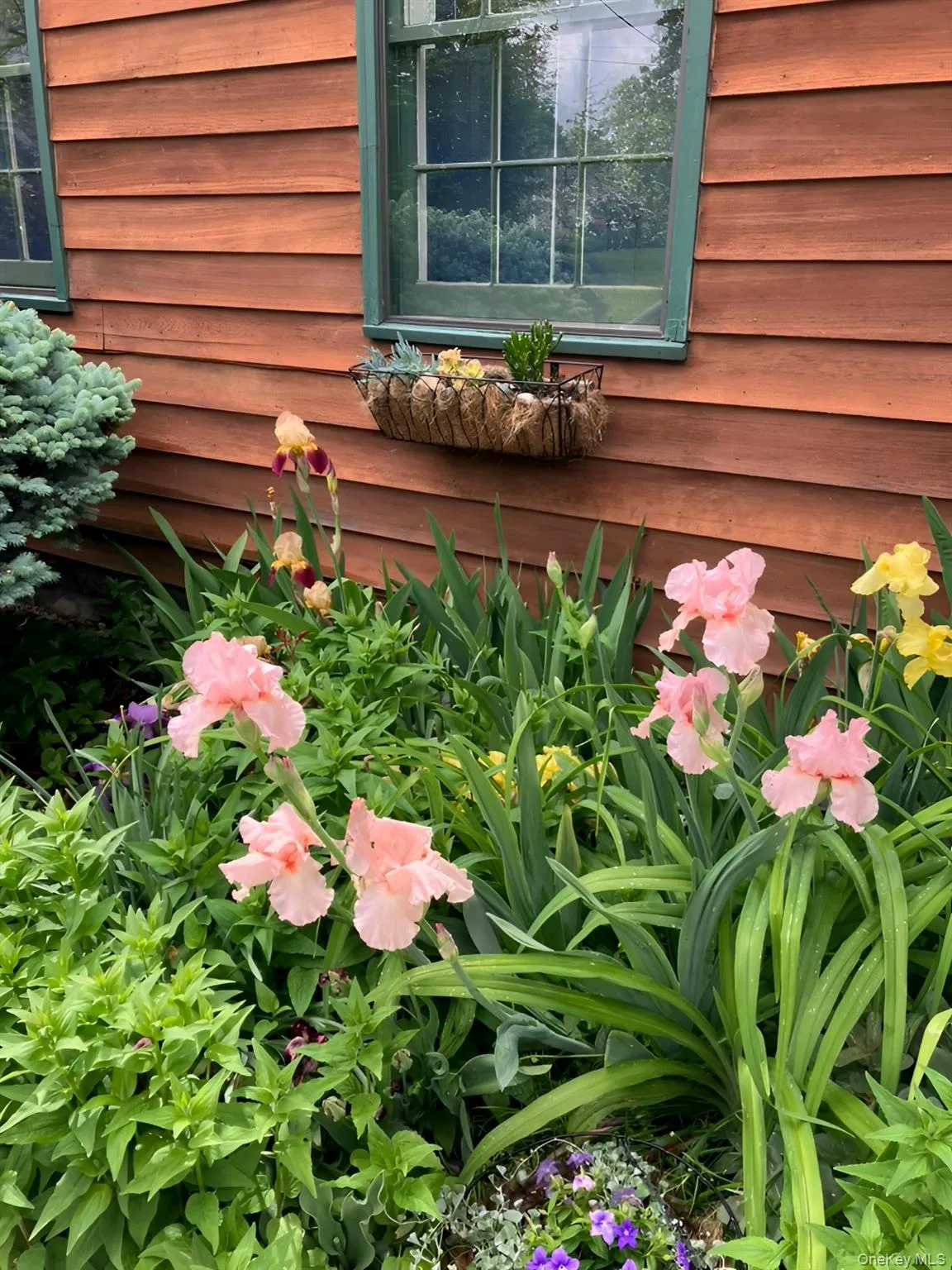 Seasonal garden with blooming Iris. Seasonal garden with blooming Iris.