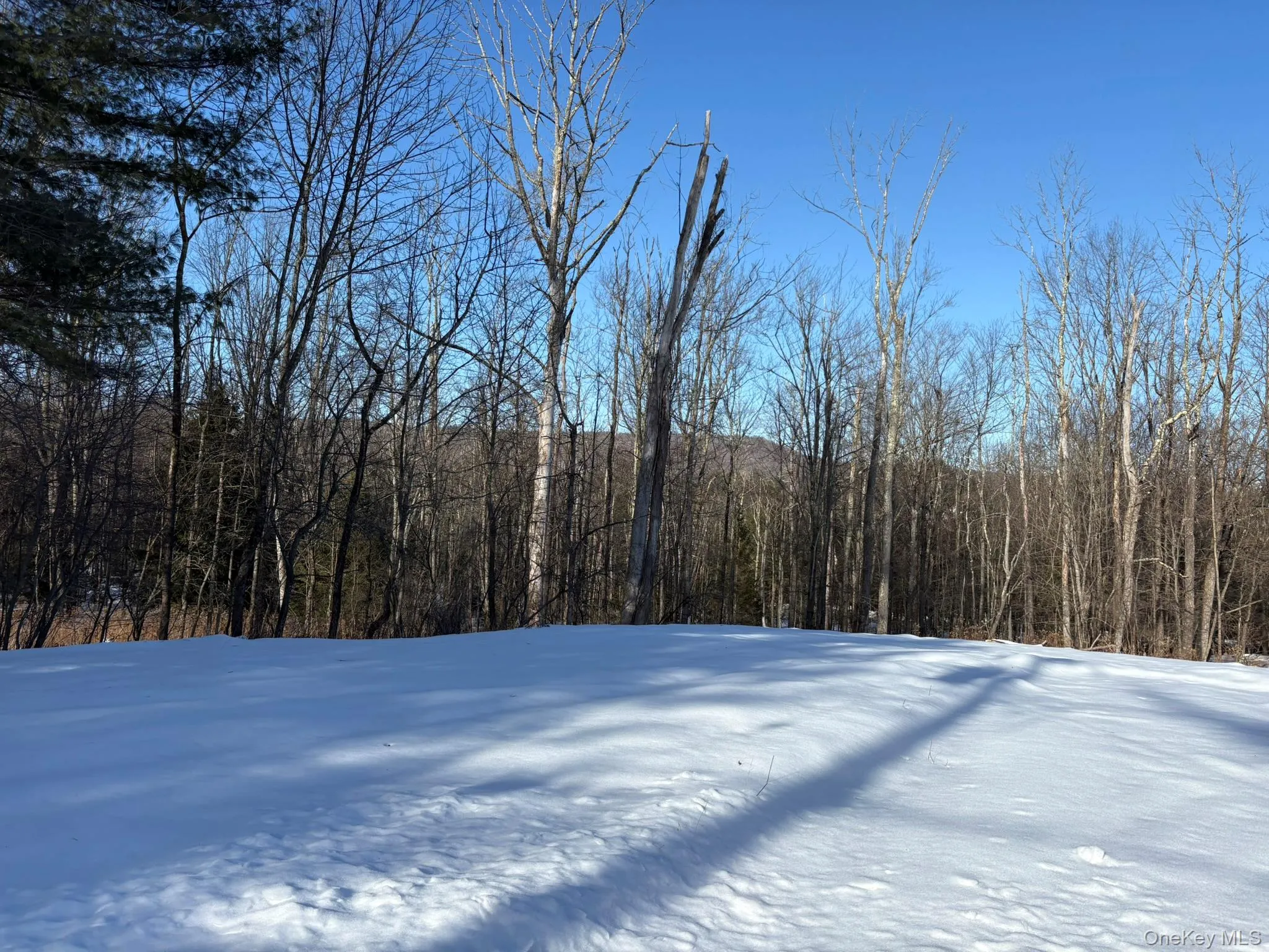 View of yard with a forest view View of yard with a forest view