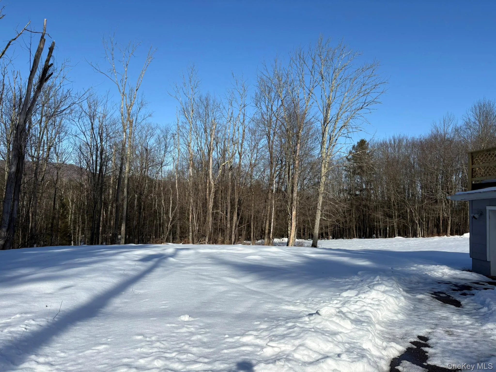 Yard covered in snow with a view of trees Yard covered in snow with a view of trees