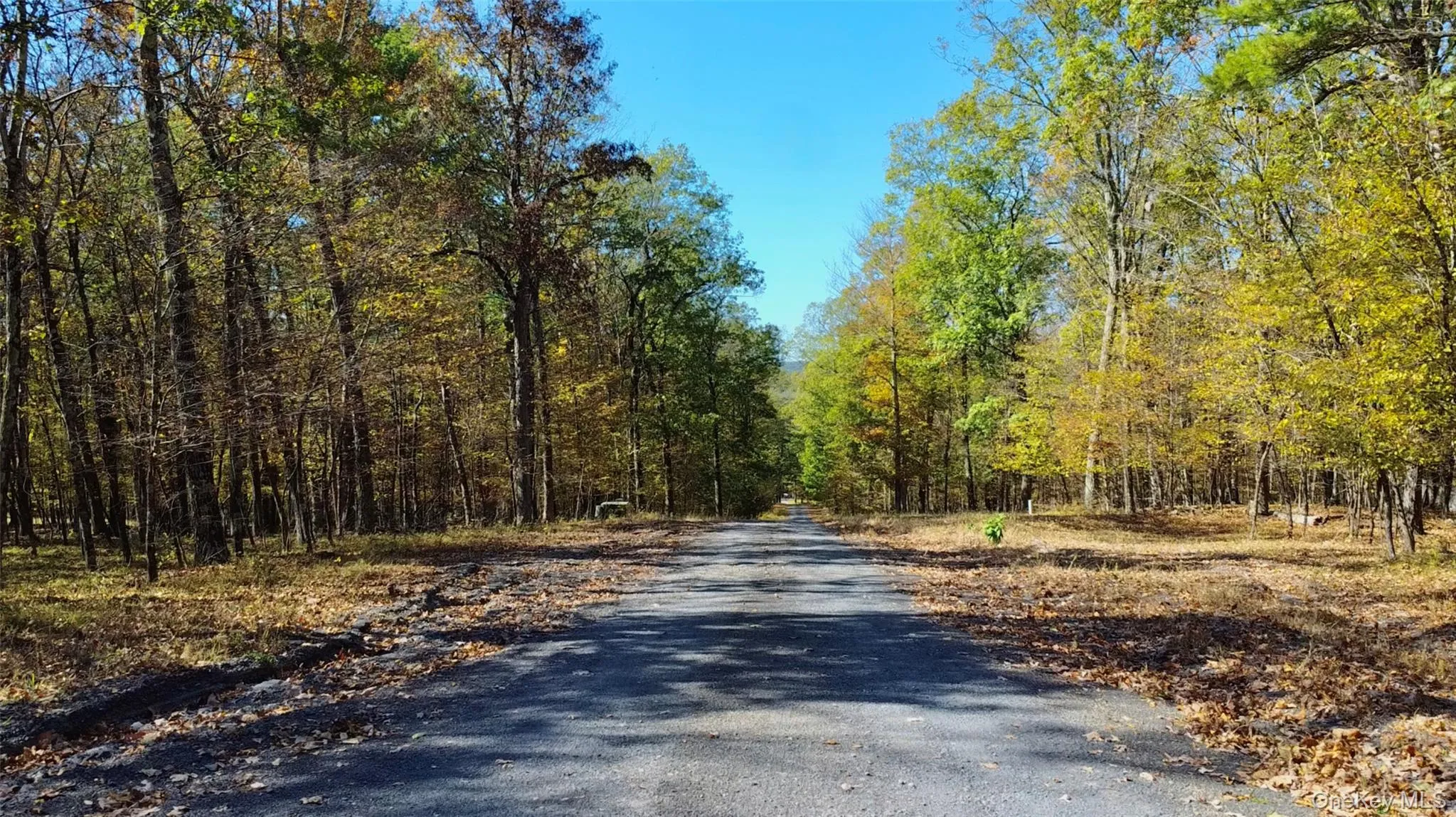 View of road with a forest view View of road with a forest view