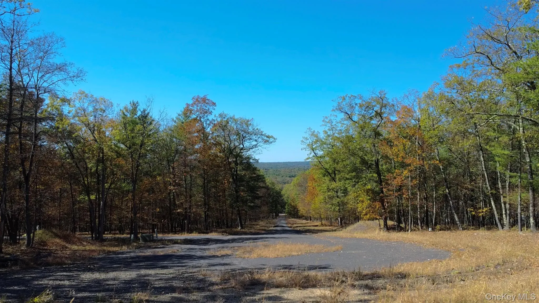 View of street featuring a forest view View of street featuring a forest view