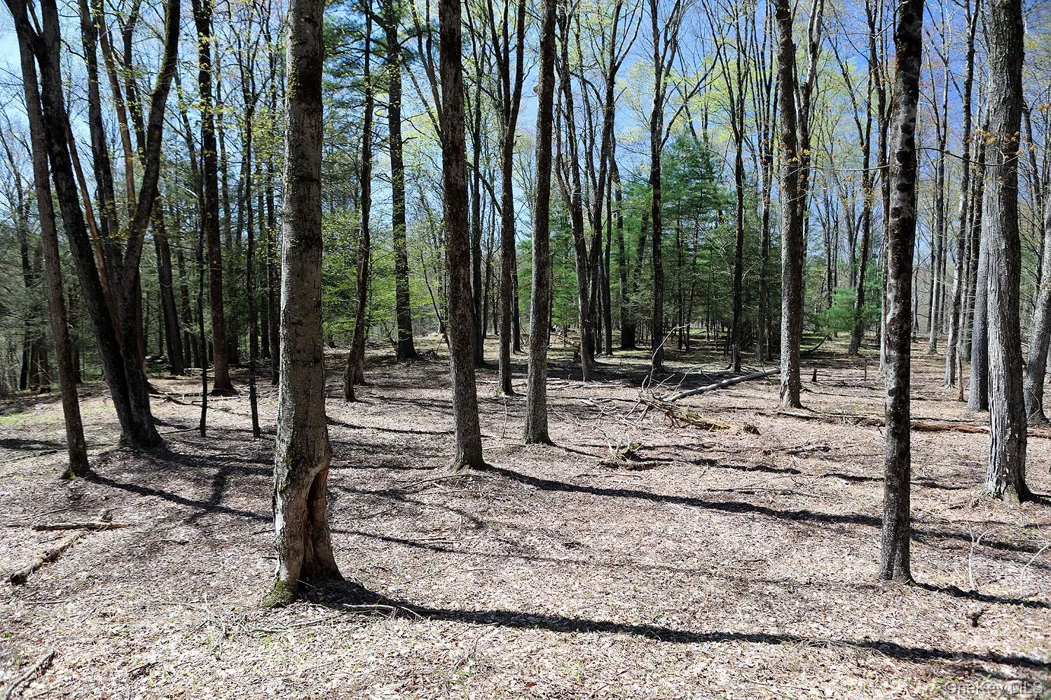 Lot 29 Kenoza Trail, Delaware, NY, ,Land,For Rent,Kenoza,0,950975 Lot 29 Kenoza Trail, Delaware, NY, ,Land,For Rent,Kenoza,0,950975