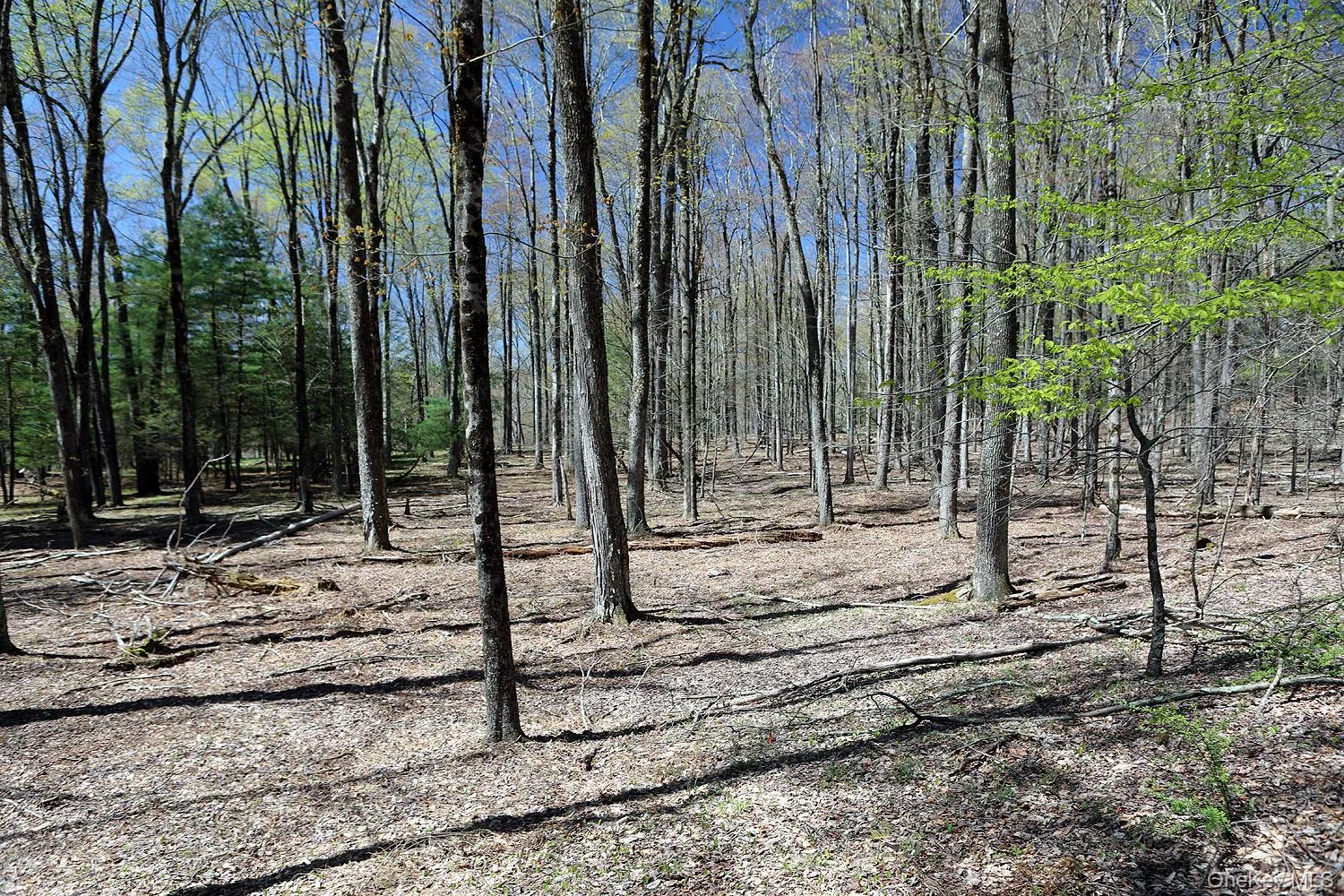 Lot 29 Kenoza Trail, Delaware, NY, ,Land,For Rent,Kenoza,0,950975 Lot 29 Kenoza Trail, Delaware, NY, ,Land,For Rent,Kenoza,0,950975