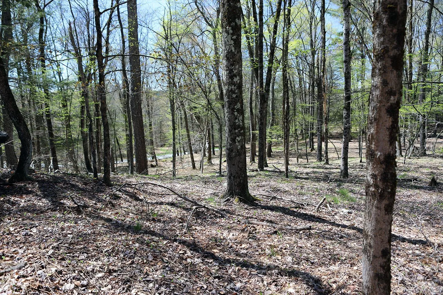 Lot 30 Kenoza Trail, Delaware, NY, ,Land,For Rent,Kenoza,0,951007 Lot 30 Kenoza Trail, Delaware, NY, ,Land,For Rent,Kenoza,0,951007