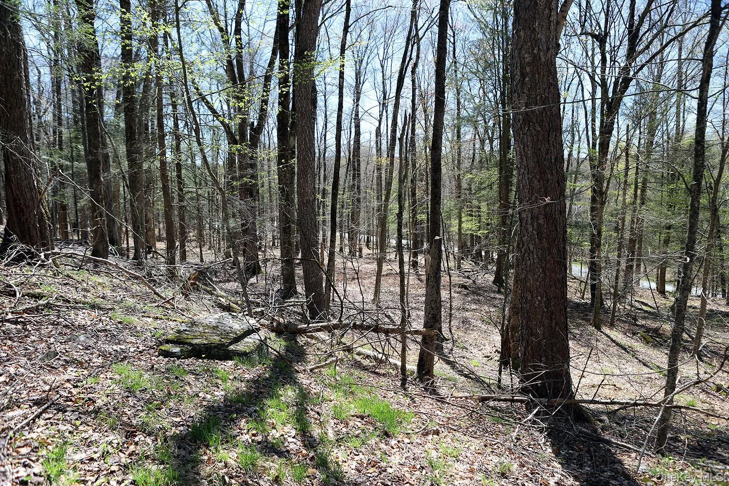 Lot 30 Kenoza Trail, Delaware, NY, ,Land,For Rent,Kenoza,0,951007 Lot 30 Kenoza Trail, Delaware, NY, ,Land,For Rent,Kenoza,0,951007