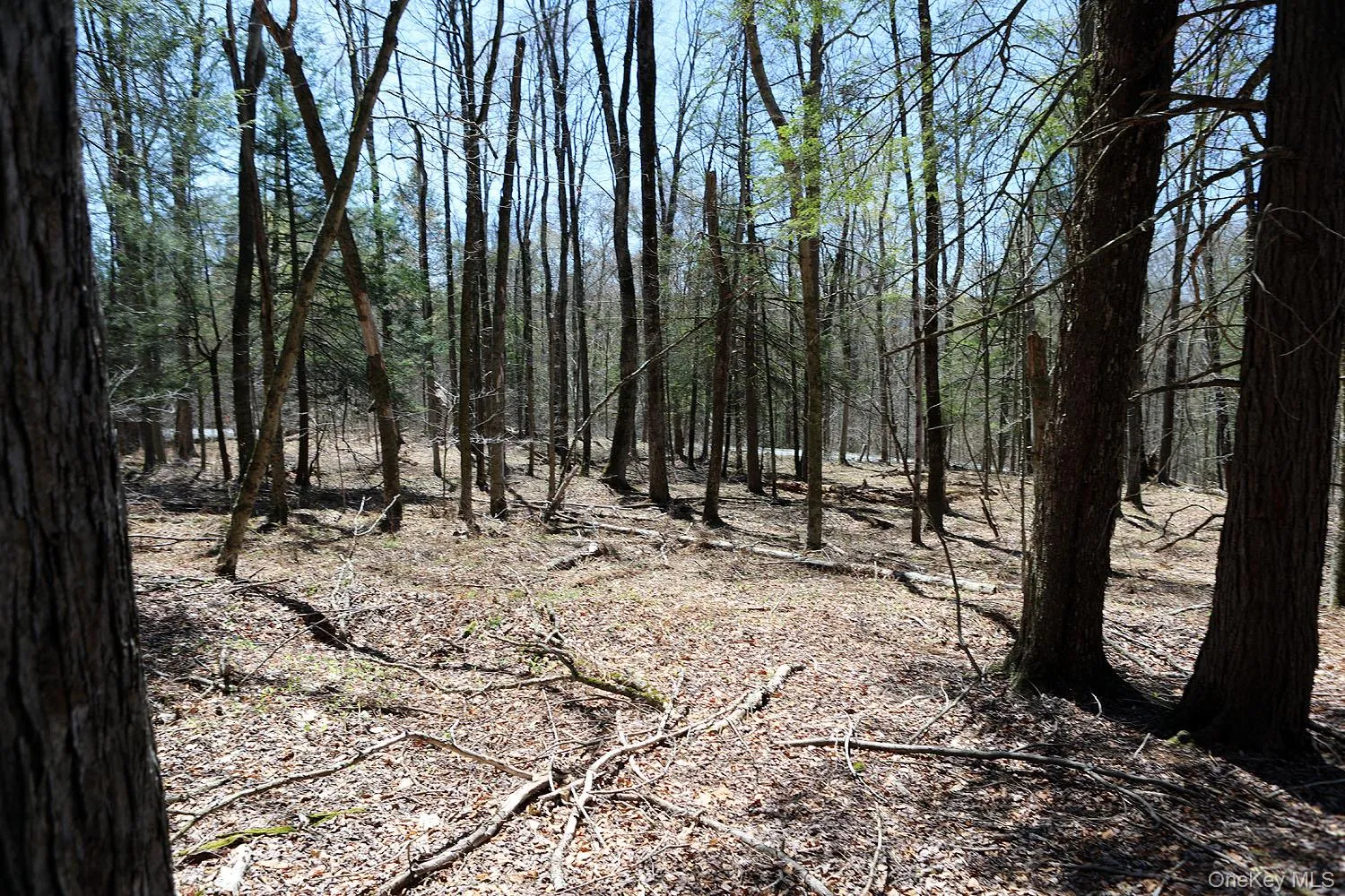 Lot 30 Kenoza Trail, Delaware, NY, ,Land,For Rent,Kenoza,0,951007 Lot 30 Kenoza Trail, Delaware, NY, ,Land,For Rent,Kenoza,0,951007