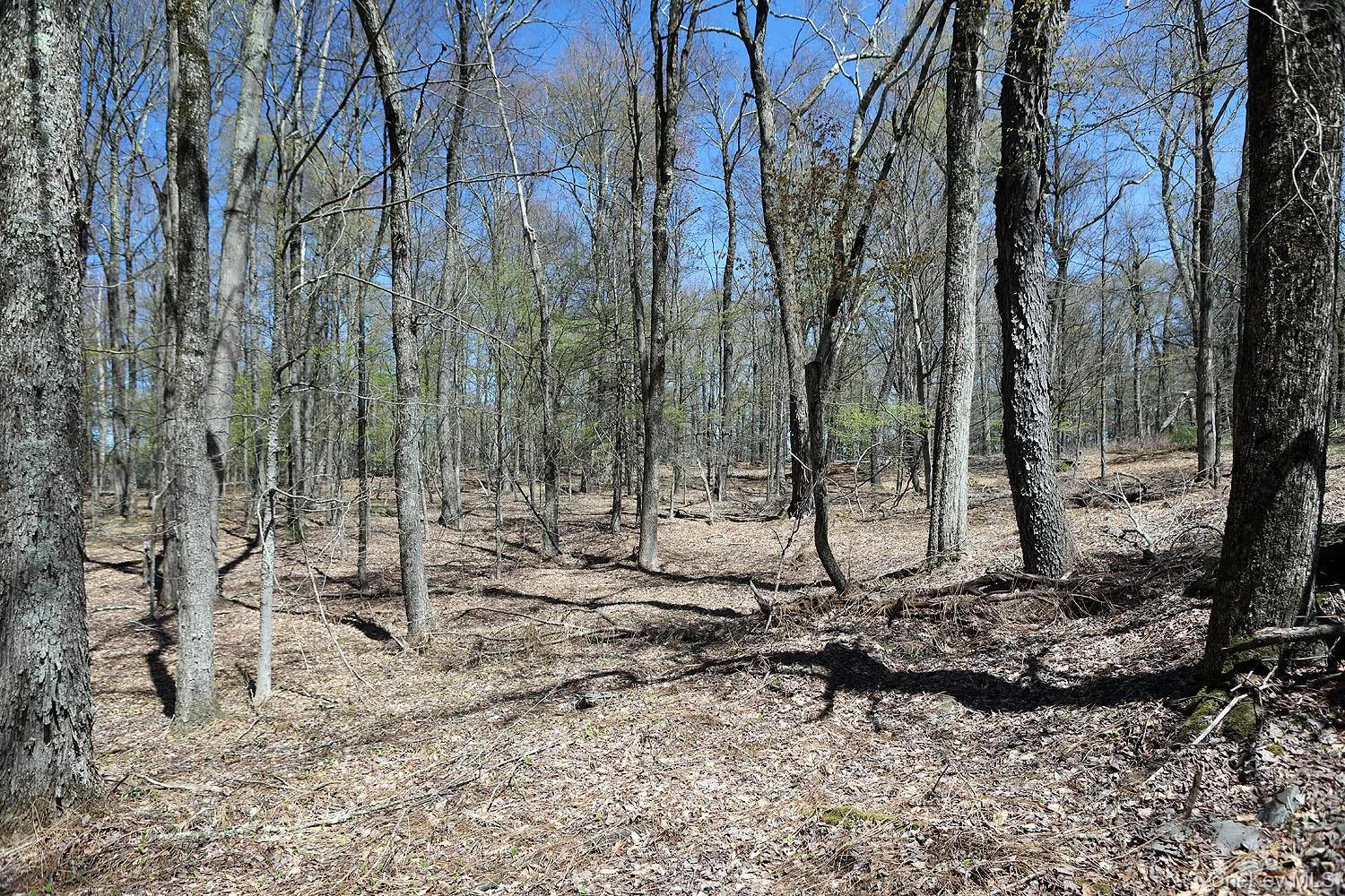 Lot 30 Kenoza Trail, Delaware, NY, ,Land,For Rent,Kenoza,0,951007 Lot 30 Kenoza Trail, Delaware, NY, ,Land,For Rent,Kenoza,0,951007
