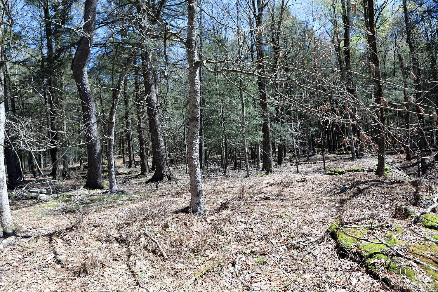 Lot 30 Kenoza Trail, Delaware, NY, ,Land,For Rent,Kenoza,0,951007 Lot 30 Kenoza Trail, Delaware, NY, ,Land,For Rent,Kenoza,0,951007