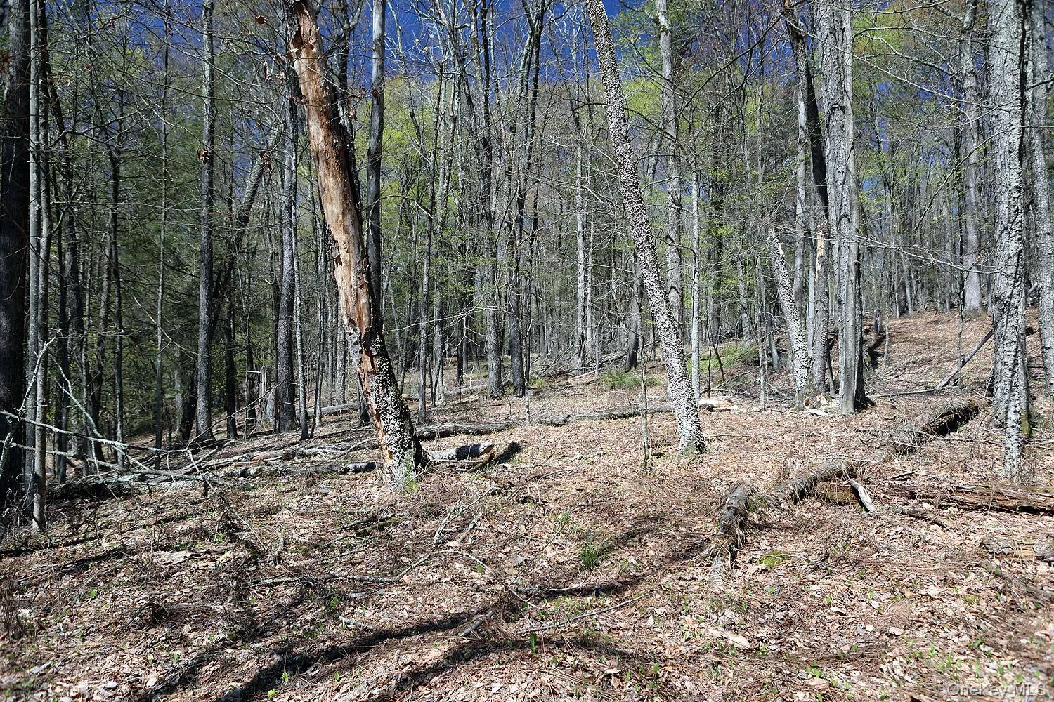 Lot 30 Kenoza Trail, Delaware, NY, ,Land,For Rent,Kenoza,0,951007 Lot 30 Kenoza Trail, Delaware, NY, ,Land,For Rent,Kenoza,0,951007