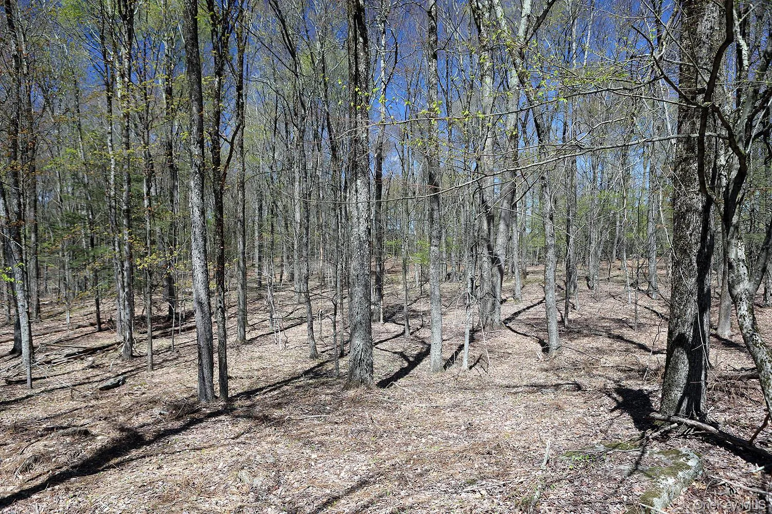 Lot 30 Kenoza Trail, Delaware, NY, ,Land,For Rent,Kenoza,0,951007 Lot 30 Kenoza Trail, Delaware, NY, ,Land,For Rent,Kenoza,0,951007