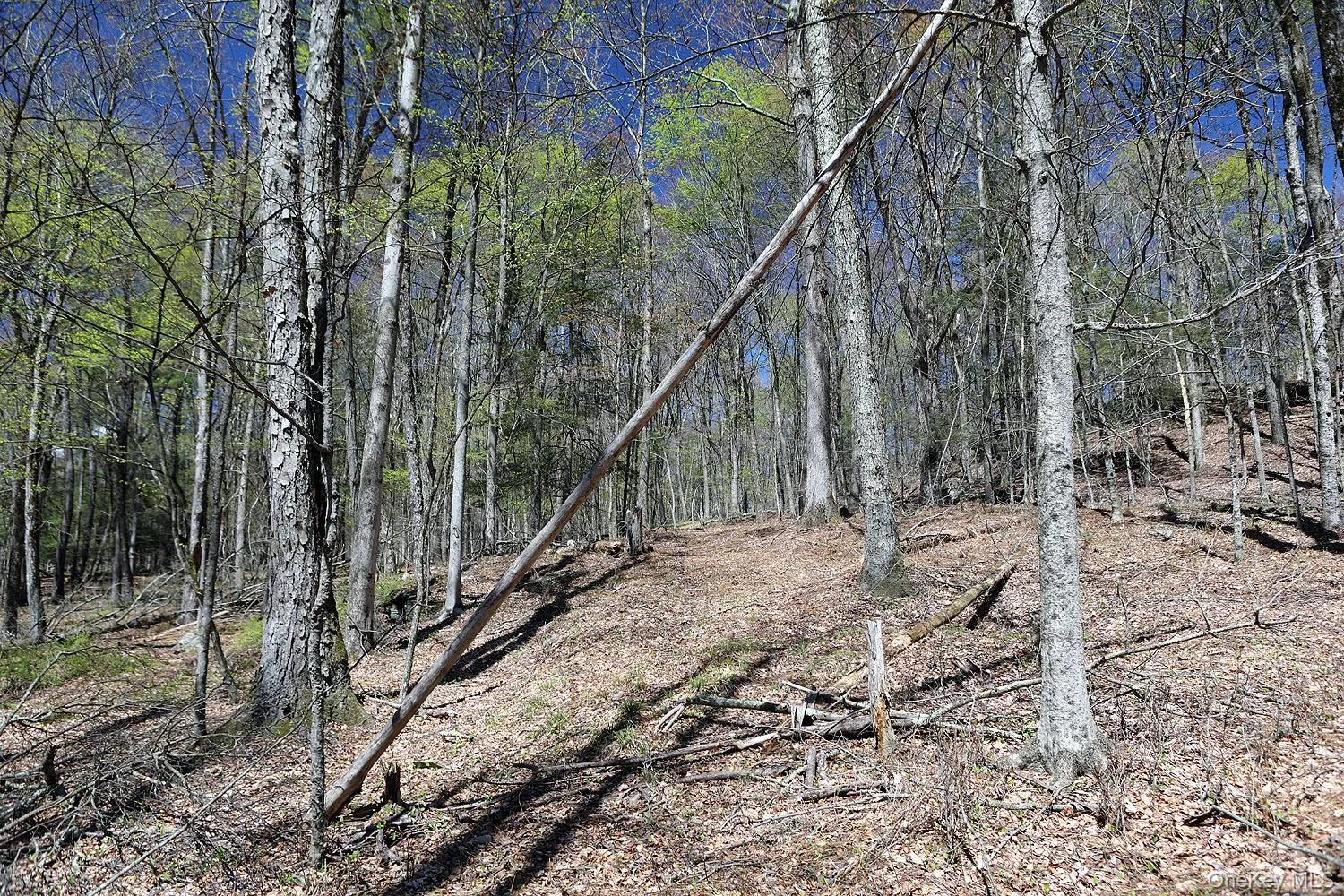 Lot 30 Kenoza Trail, Delaware, NY, ,Land,For Rent,Kenoza,0,951007 Lot 30 Kenoza Trail, Delaware, NY, ,Land,For Rent,Kenoza,0,951007