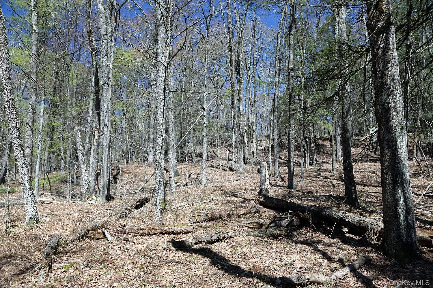 Lot 30 Kenoza Trail, Delaware, NY, ,Land,For Rent,Kenoza,0,951007 Lot 30 Kenoza Trail, Delaware, NY, ,Land,For Rent,Kenoza,0,951007