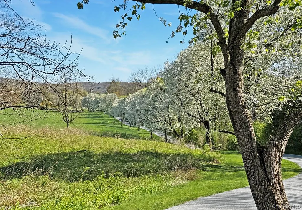 Flowering Bradford Pear trees lining the entry drive Flowering Bradford Pear trees lining the entry drive