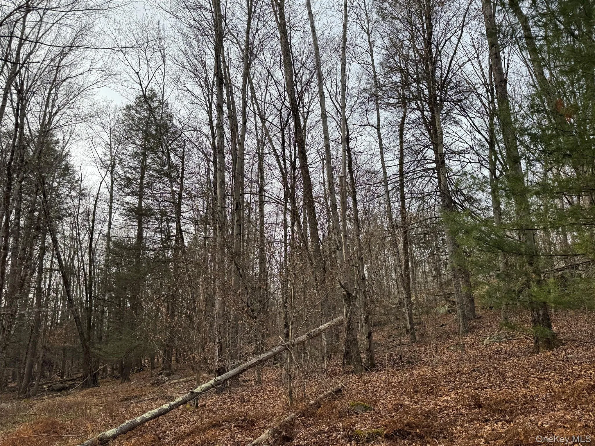 Hilltop Road, Thompson, NY, ,Land,For Rent,Hilltop,0,952258 Hilltop Road, Thompson, NY, ,Land,For Rent,Hilltop,0,952258