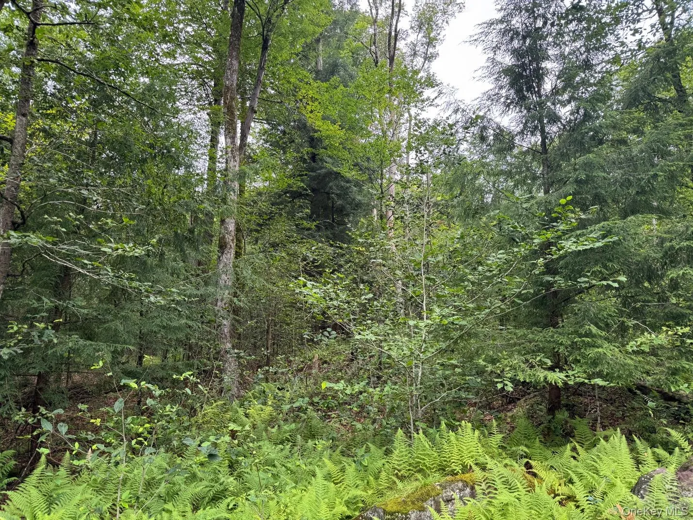00 Starlight Road, Thompson, NY, ,Land,For Rent,Starlight,0,953999 00 Starlight Road, Thompson, NY, ,Land,For Rent,Starlight,0,953999