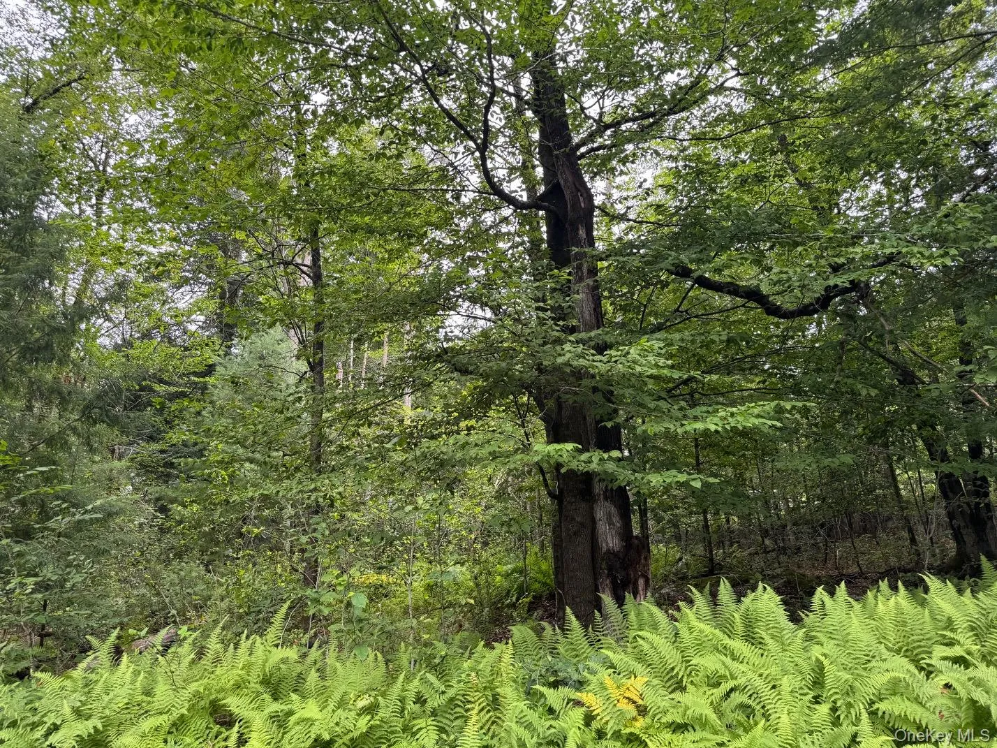 00 Starlight Road, Thompson, NY, ,Land,For Rent,Starlight,0,953999 00 Starlight Road, Thompson, NY, ,Land,For Rent,Starlight,0,953999