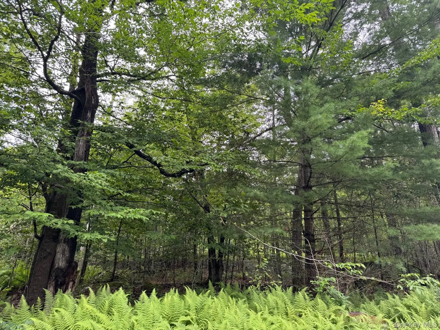 00 Starlight Road, Thompson, NY, ,Land,For Rent,Starlight,0,953999 00 Starlight Road, Thompson, NY, ,Land,For Rent,Starlight,0,953999