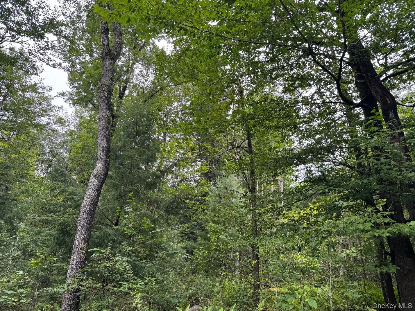 00 Starlight Road, Thompson, NY, ,Land,For Rent,Starlight,0,953999 00 Starlight Road, Thompson, NY, ,Land,For Rent,Starlight,0,953999