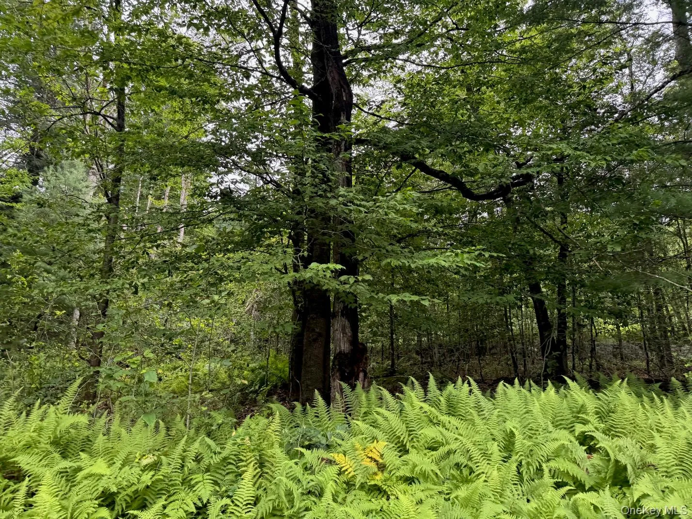 00 Starlight Road, Thompson, NY, ,Land,For Rent,Starlight,0,953999 00 Starlight Road, Thompson, NY, ,Land,For Rent,Starlight,0,953999