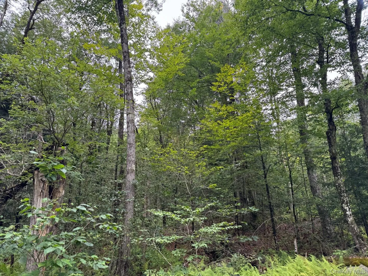 00 Starlight Road, Thompson, NY, ,Land,For Rent,Starlight,0,953999 00 Starlight Road, Thompson, NY, ,Land,For Rent,Starlight,0,953999