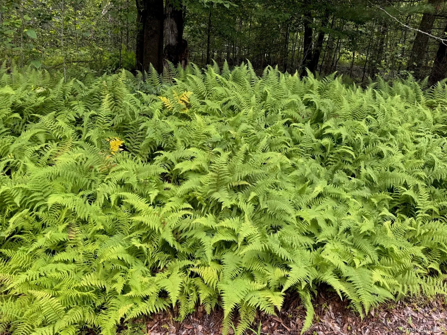 00 Starlight Road, Thompson, NY, ,Land,For Rent,Starlight,0,953999 00 Starlight Road, Thompson, NY, ,Land,For Rent,Starlight,0,953999