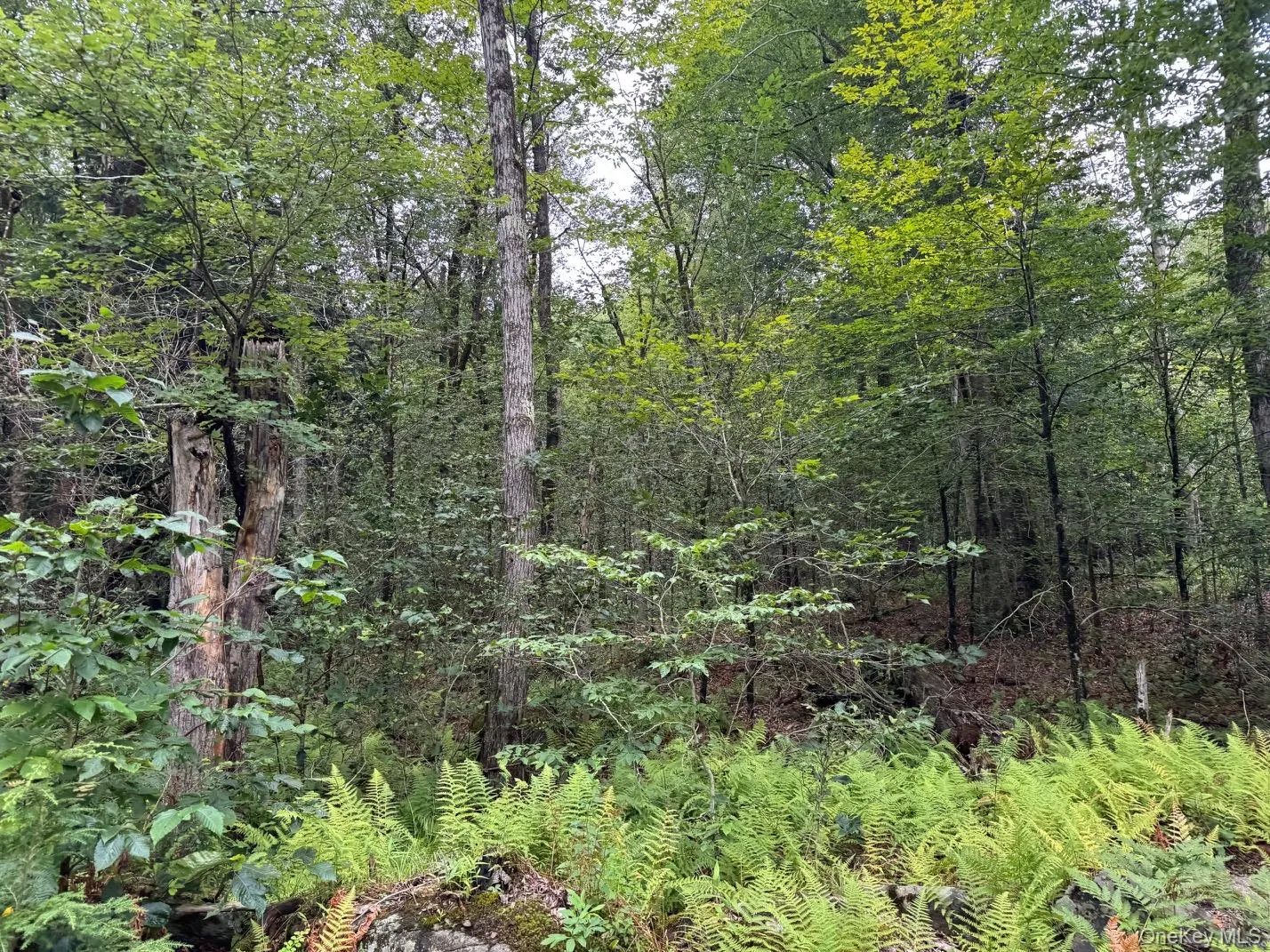 00 Starlight Road, Thompson, NY, ,Land,For Rent,Starlight,0,953999 00 Starlight Road, Thompson, NY, ,Land,For Rent,Starlight,0,953999