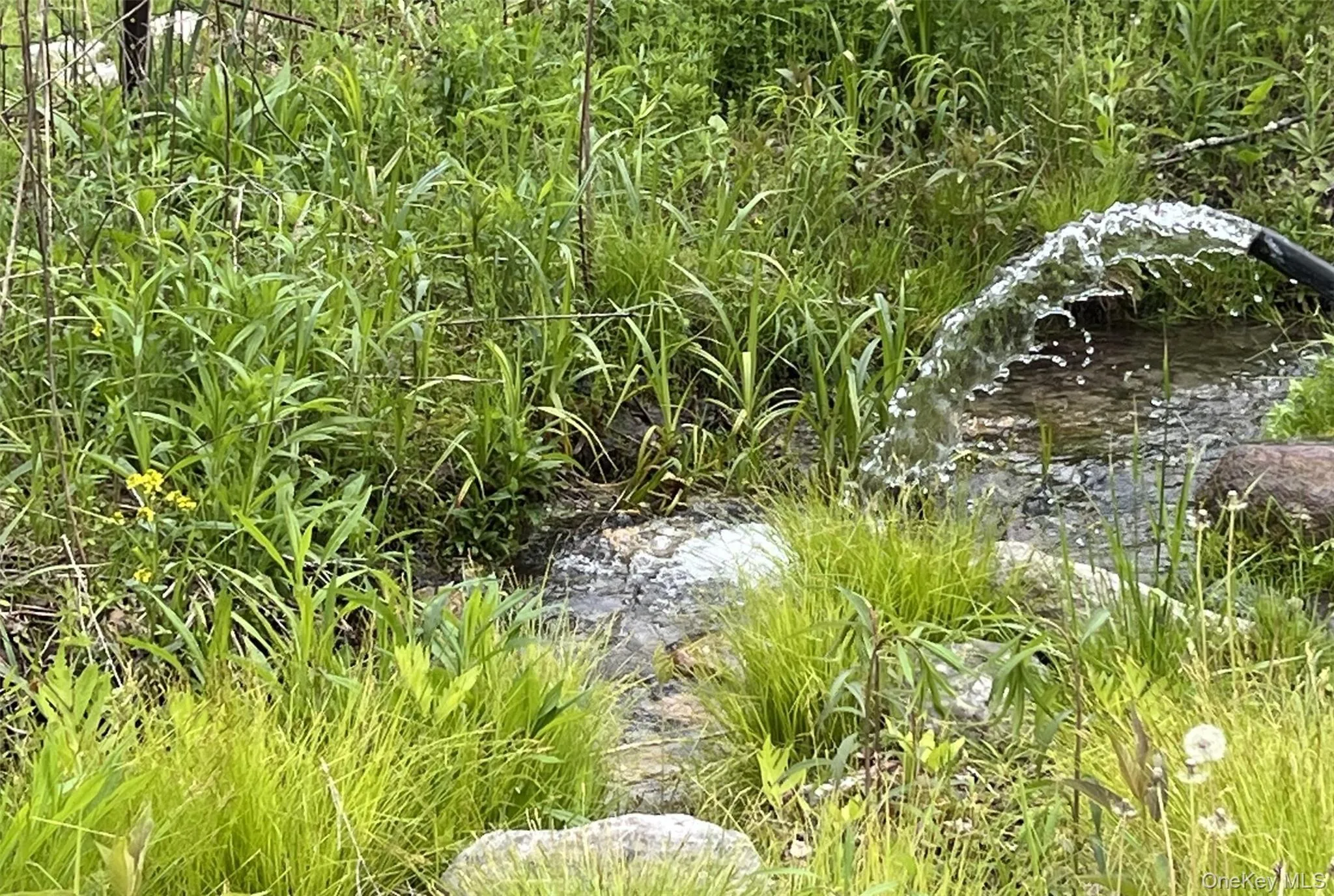 Artesian wells pour into a creek. Artesian wells pour into a creek.