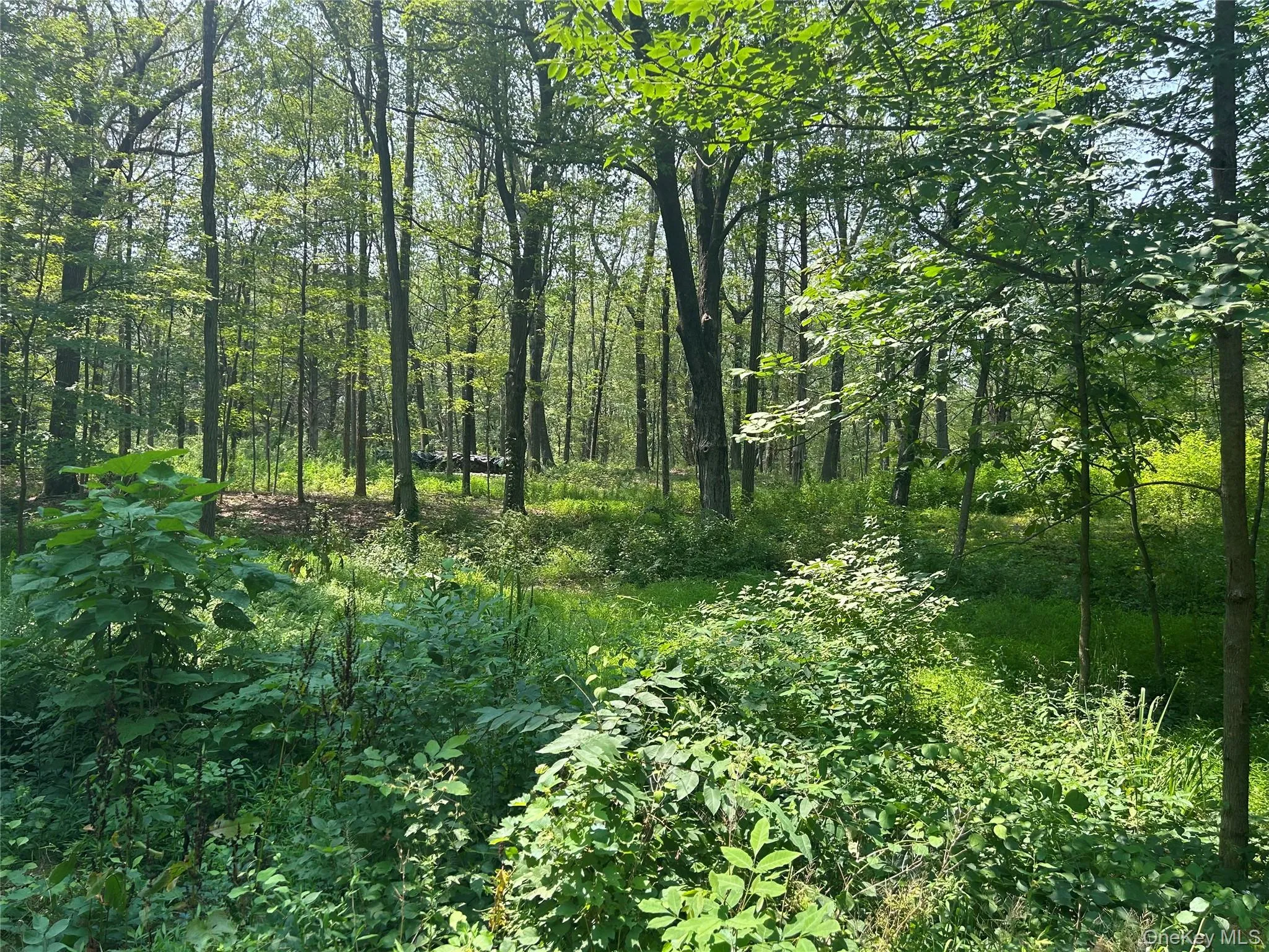 White Schoolhouse Road, Rhinebeck, NY, ,Land,For Rent,White Schoolhouse,0,955800 White Schoolhouse Road, Rhinebeck, NY, ,Land,For Rent,White Schoolhouse,0,955800