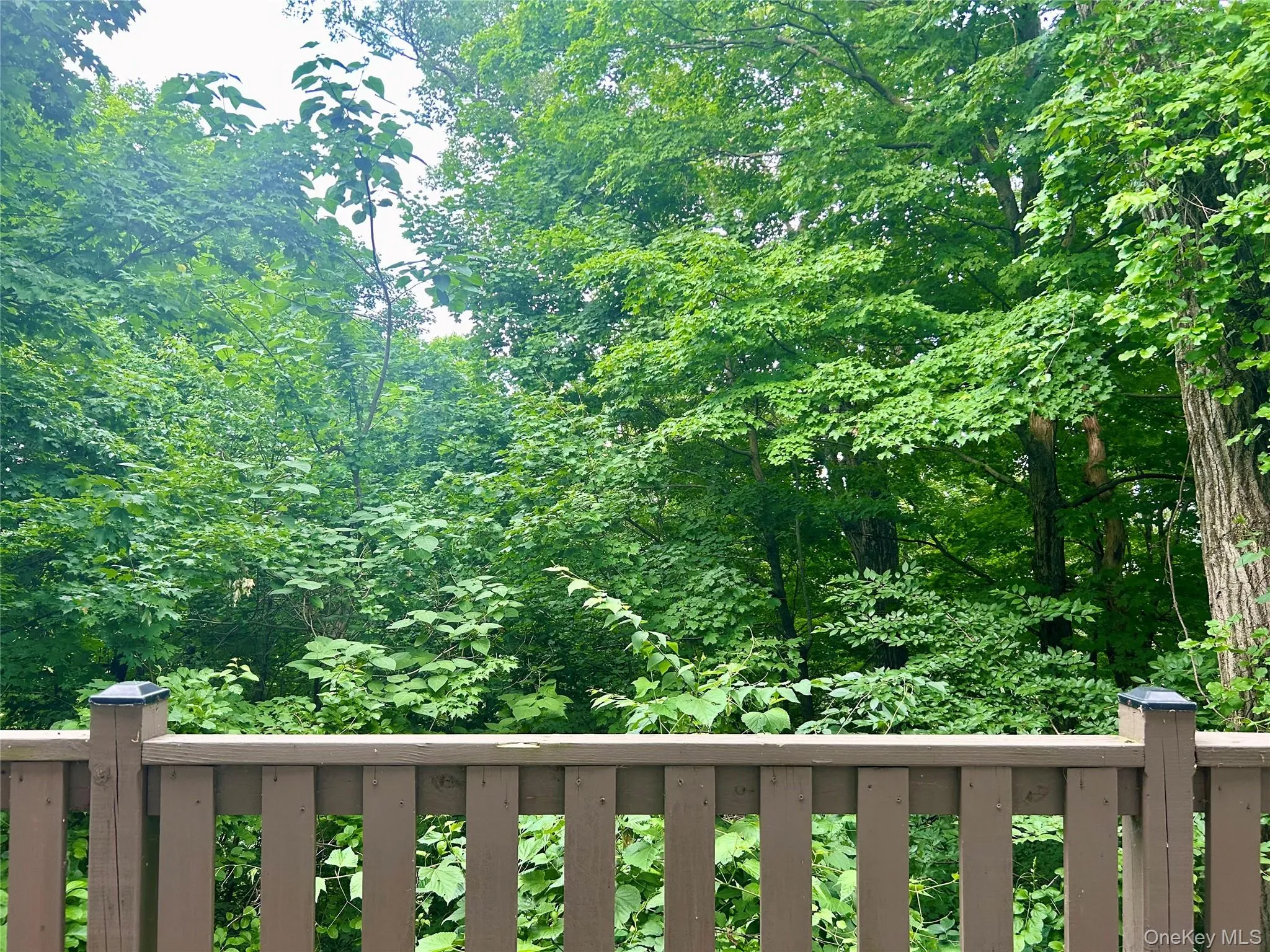 Beautiful Wooded Views from the Apartment Beautiful Wooded Views from the Apartment