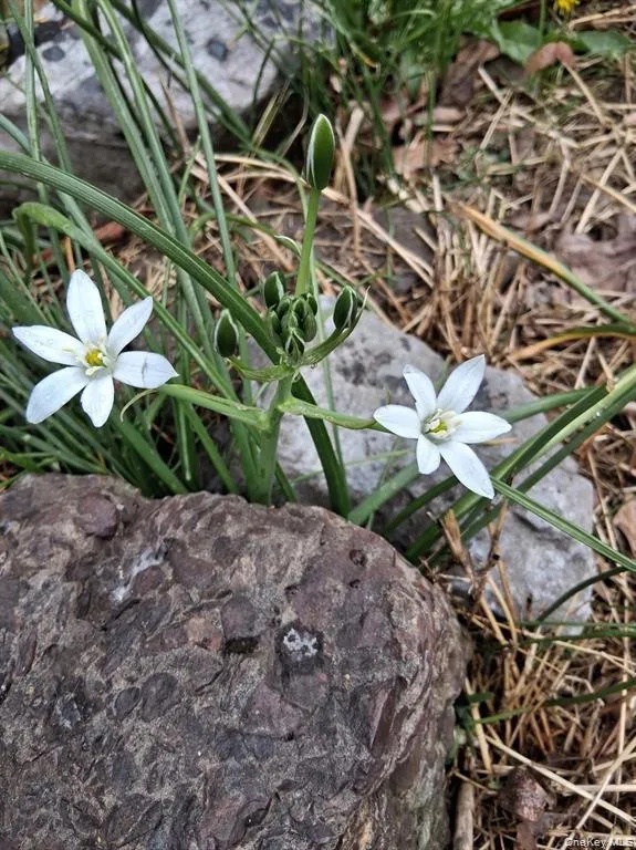 Early Spring Flowers Early Spring Flowers