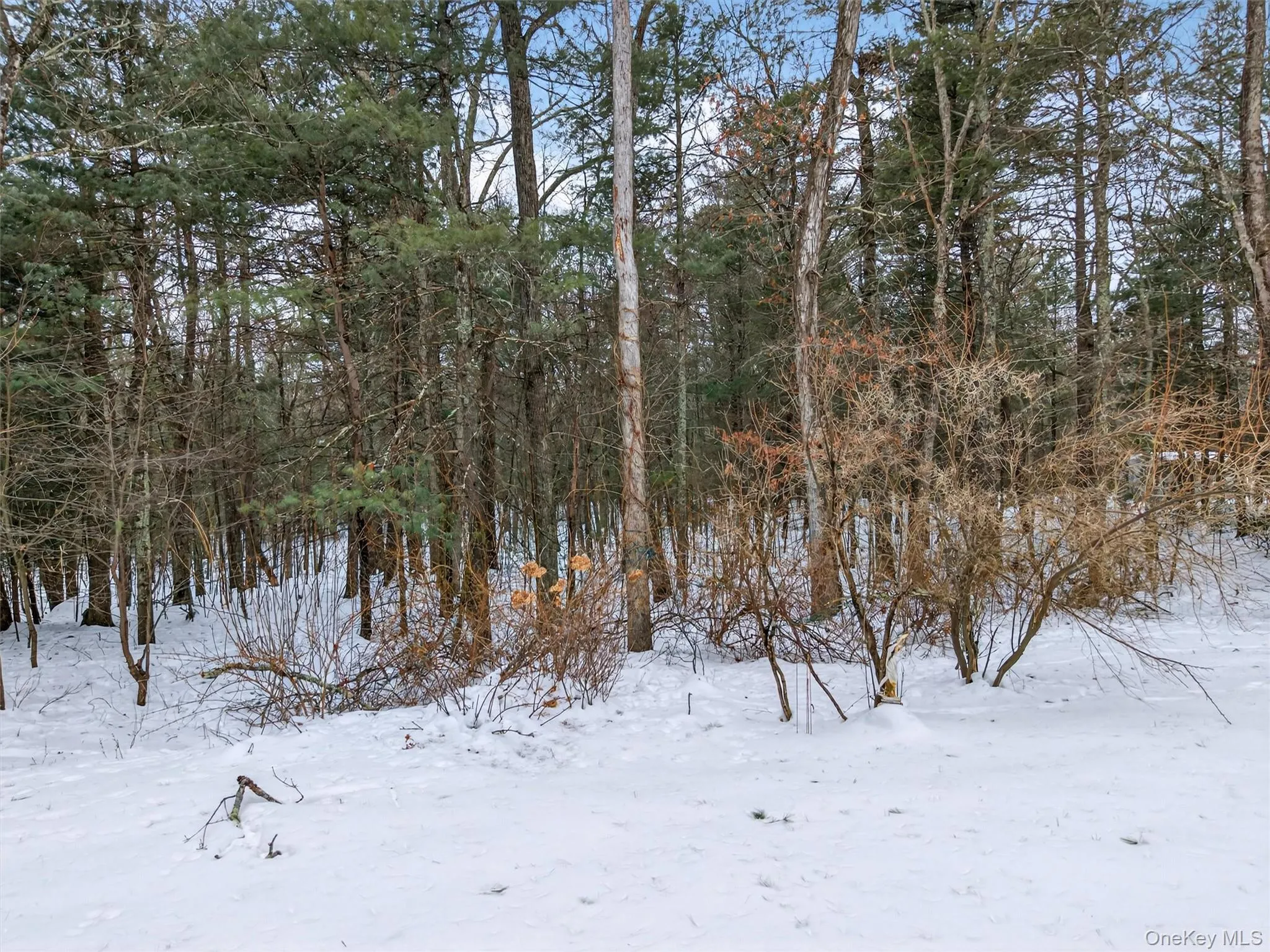 Private backyard with wooded view Private backyard with wooded view