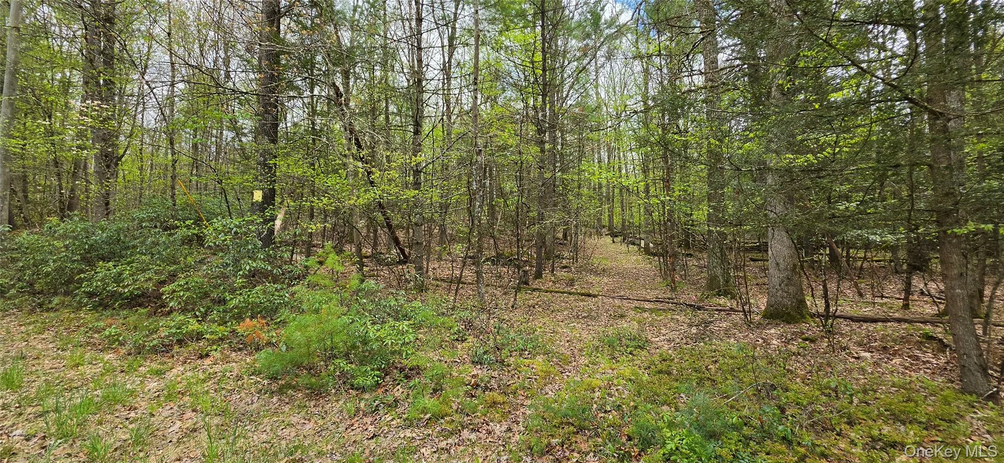 Lot 82 Perry Pond Road, Tusten, NY, ,Land,For Rent,Perry Pond,0,963698 Lot 82 Perry Pond Road, Tusten, NY, ,Land,For Rent,Perry Pond,0,963698