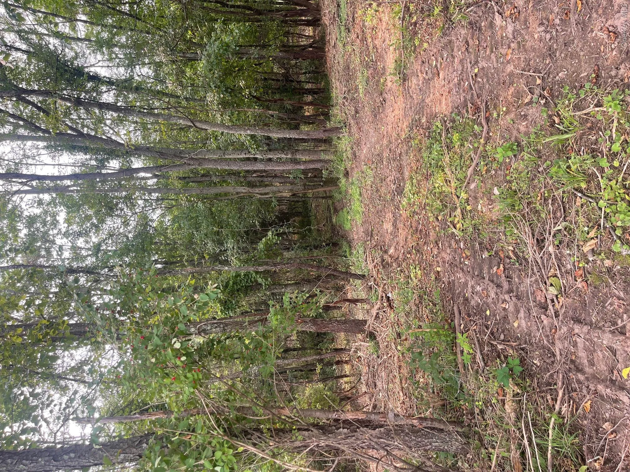 Bells Pond Road, Livingston, NY, ,Land,For Rent,Bells Pond,0,964507 Bells Pond Road, Livingston, NY, ,Land,For Rent,Bells Pond,0,964507