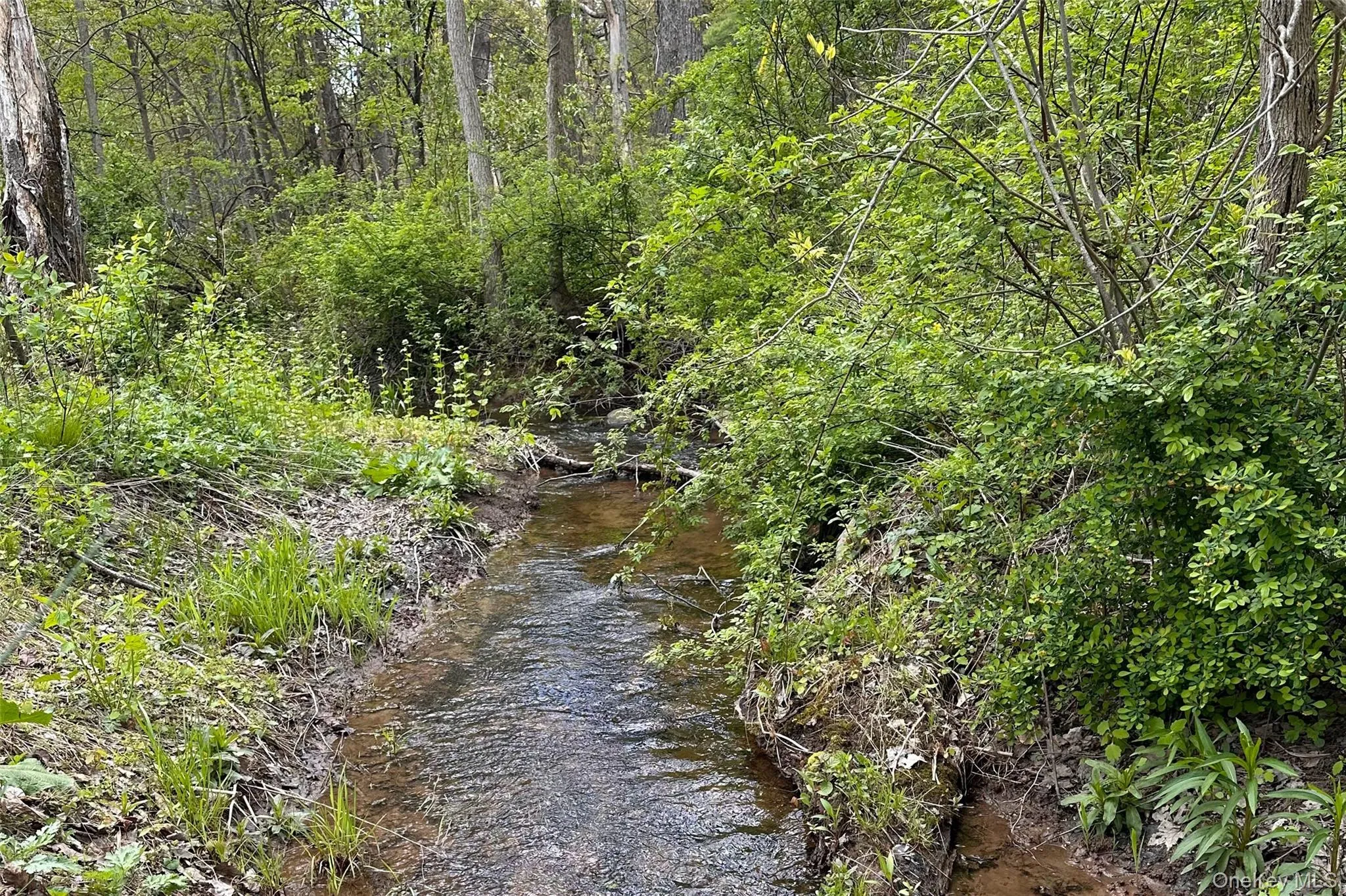 Stream in back yard Stream in back yard