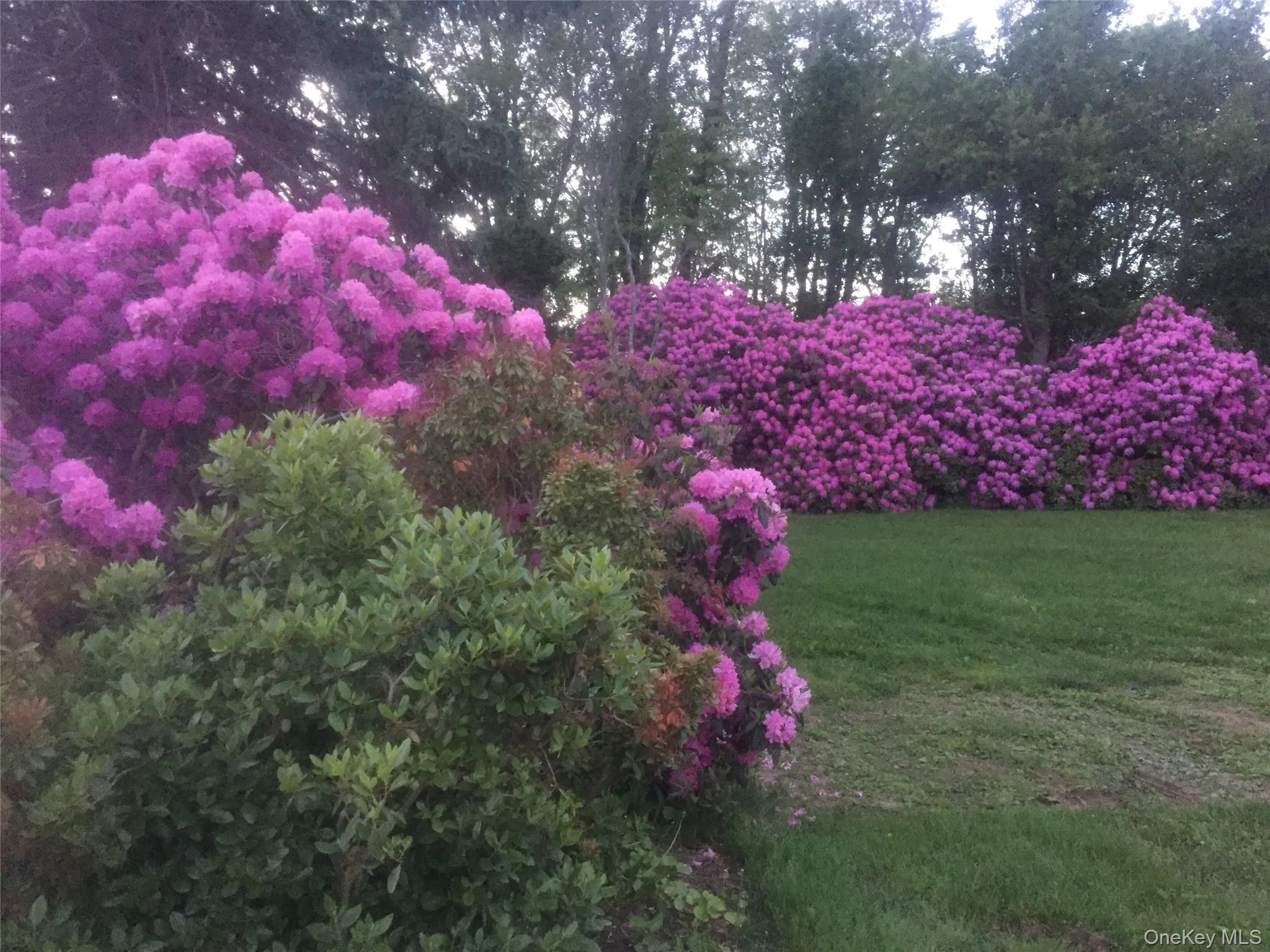 Each spring, the grounds put on a show. Mature rhododendrons line the lawn in waves of deep magenta and violet, backed by a canopy of established trees. The kind of landscaping that takes years to grow and minutes to fall in love with. Each spring, the grounds put on a show. Mature rhododendrons line the lawn in waves of deep magenta and violet, backed by a canopy of established trees. The kind of landscaping that takes years to grow and minutes to fall in love with.