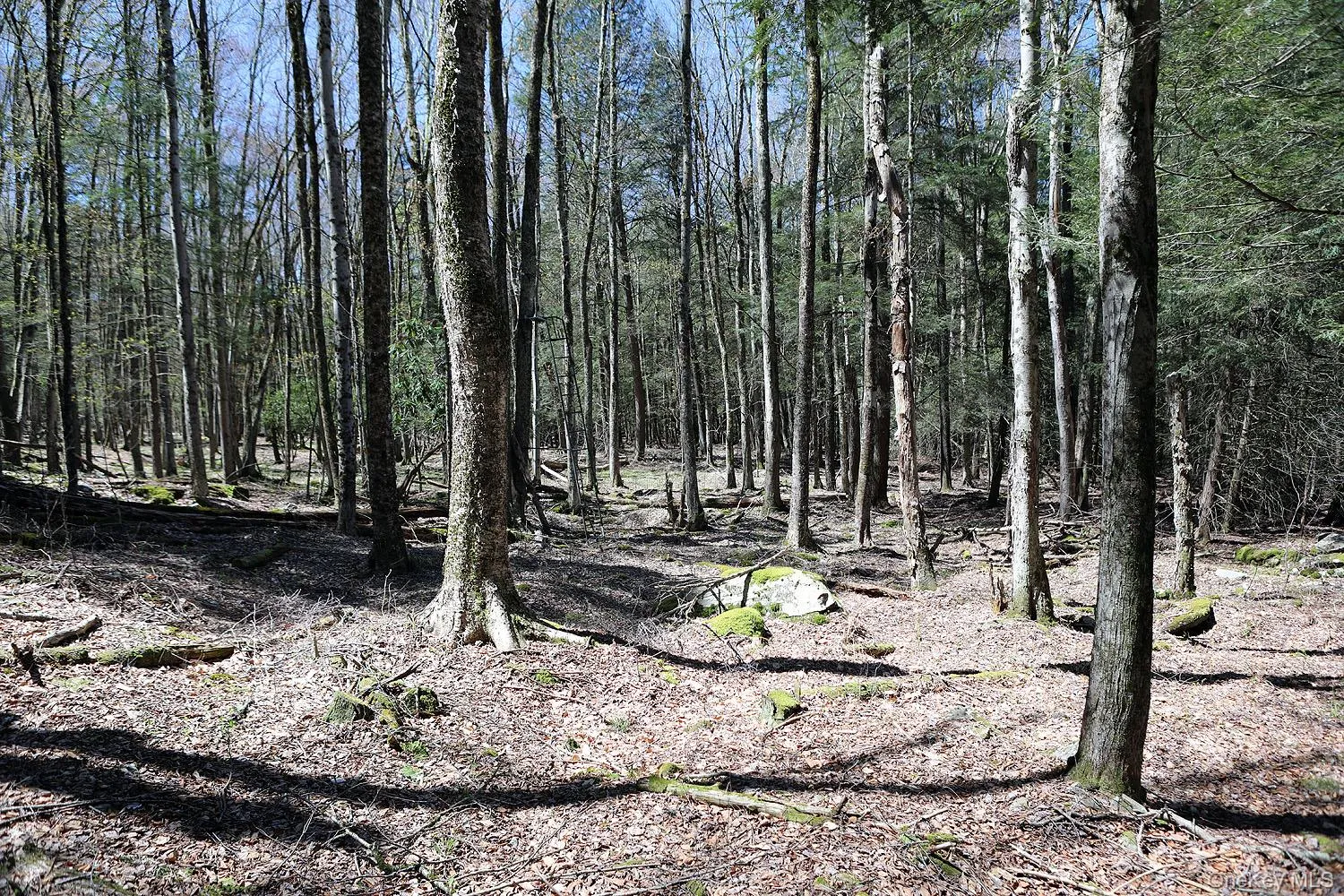 Hubert Road, Callicoon, NY, ,Land,For Rent,Hubert,0,965702 Hubert Road, Callicoon, NY, ,Land,For Rent,Hubert,0,965702