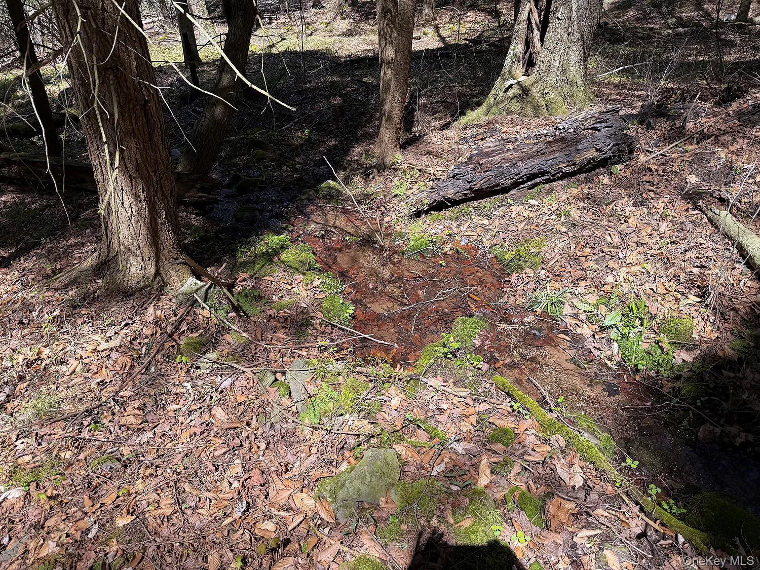 Seasonal small stream in woods Seasonal small stream in woods