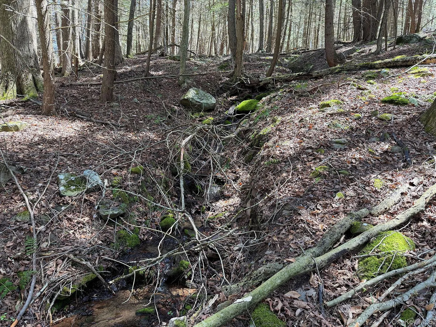 Seasonal small stream in woods Seasonal small stream in woods