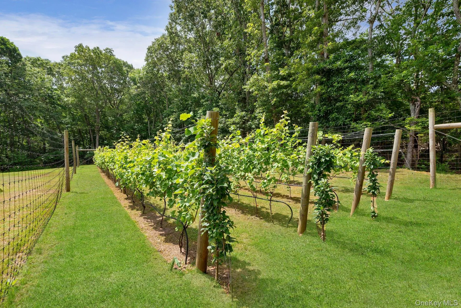 View of Vines in Back Yard View of Vines in Back Yard
