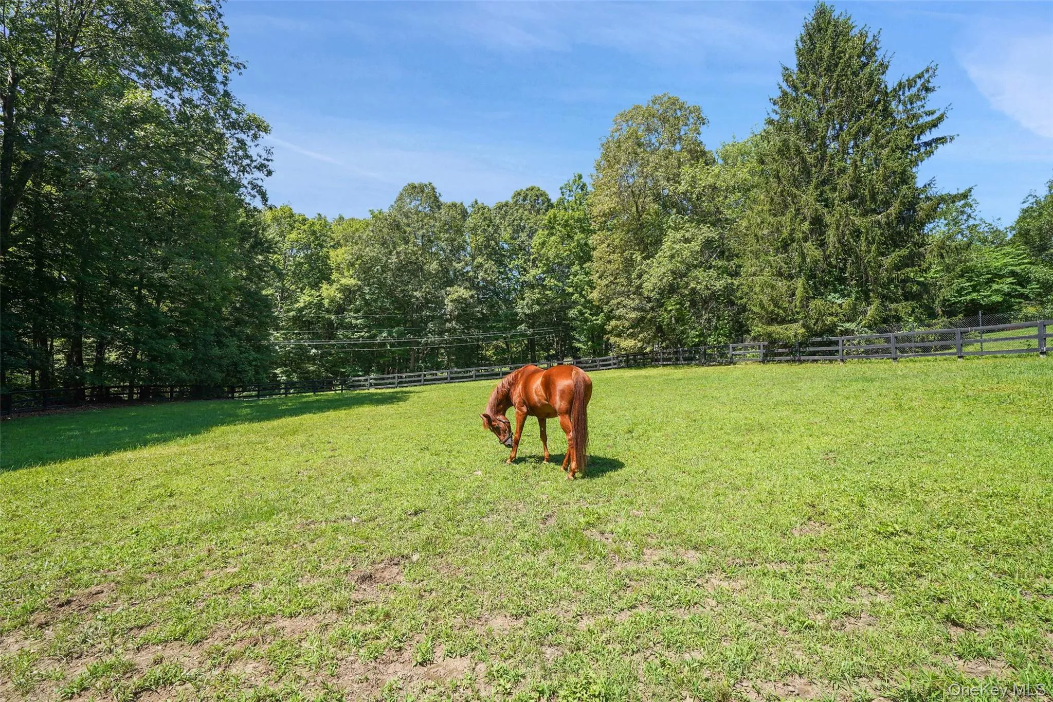 48 Davids Way, Bedford, NY, 4 Bedrooms Bedrooms, 10 Rooms Rooms,5 BathroomsBathrooms,Residential,For Rent,Davids,0,967950 48 Davids Way, Bedford, NY, 4 Bedrooms Bedrooms, 10 Rooms Rooms,5 BathroomsBathrooms,Residential,For Rent,Davids,0,967950