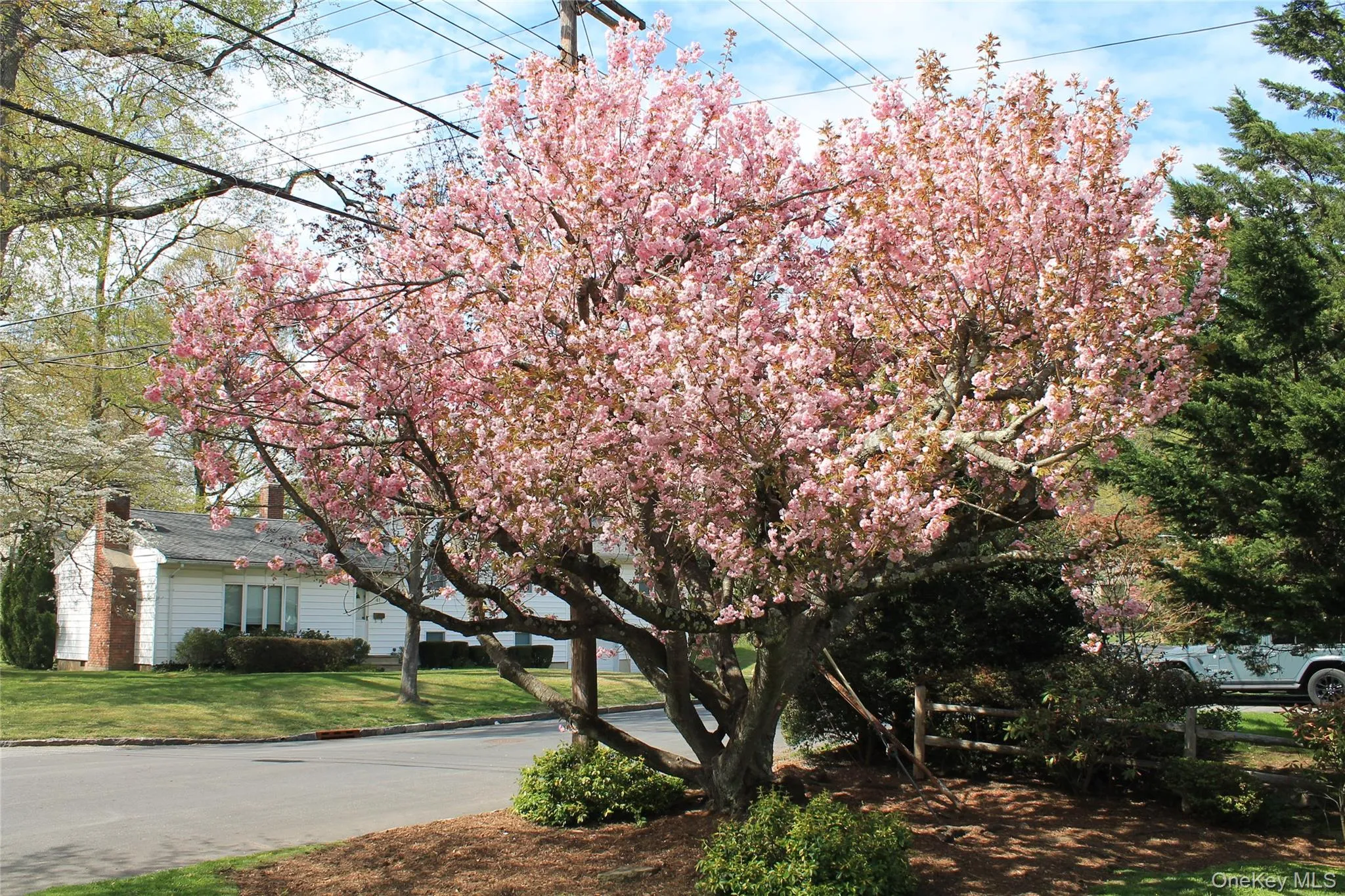 A glorious specimen tree blooms in the fall in the front yard. A glorious specimen tree blooms in the fall in the front yard.