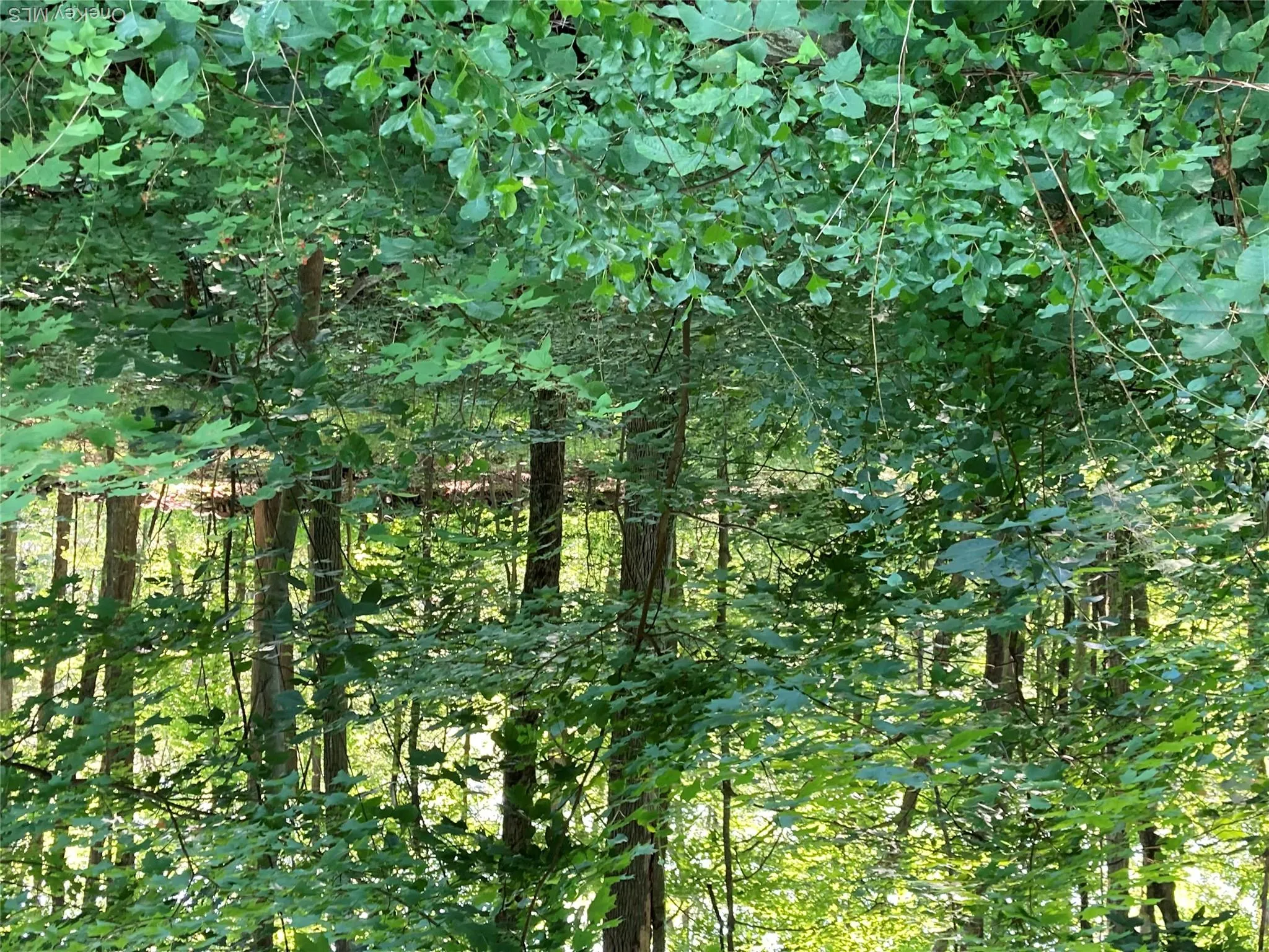 View of wooded area View of wooded area