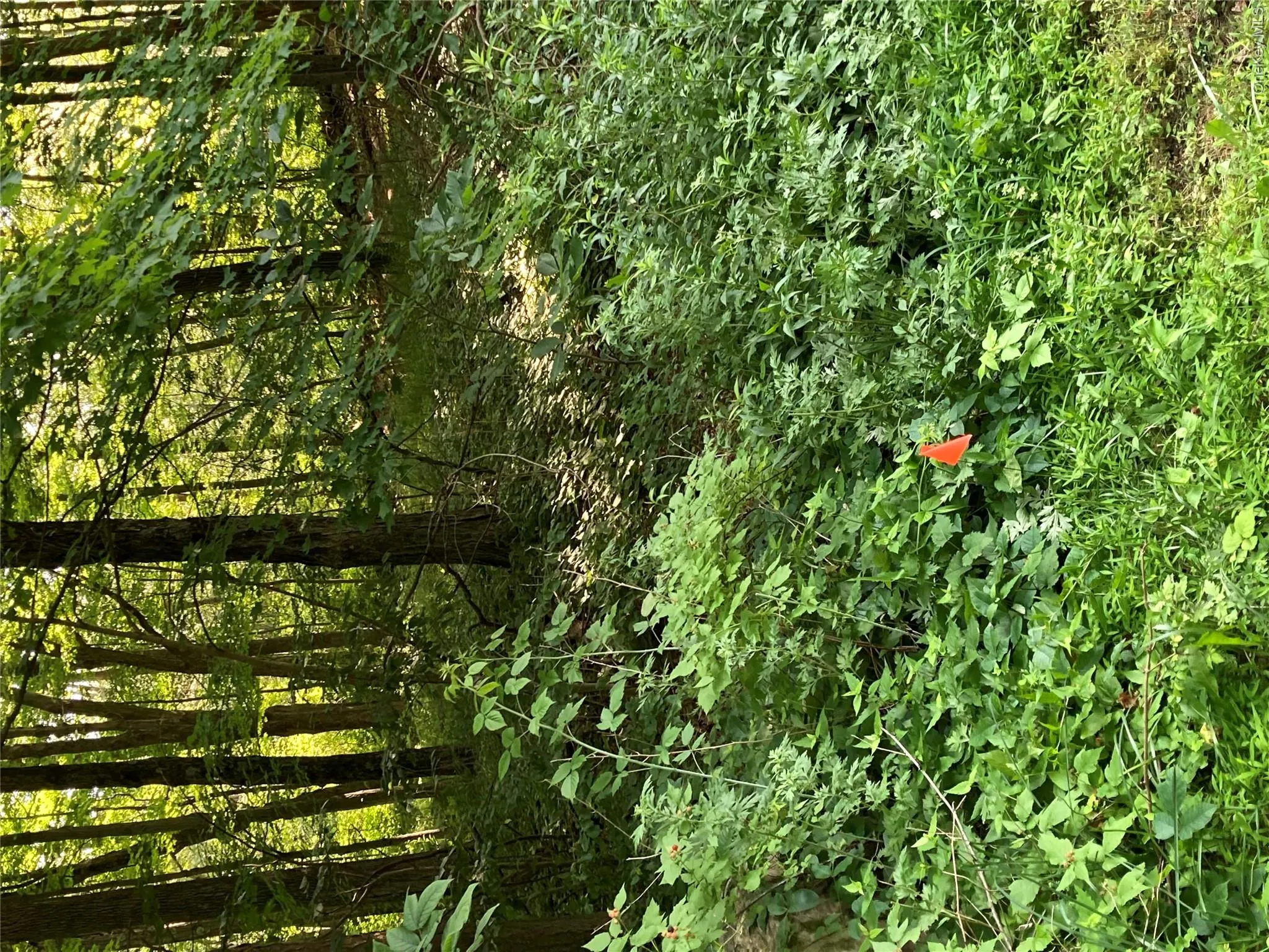 View of undeveloped land View of undeveloped land